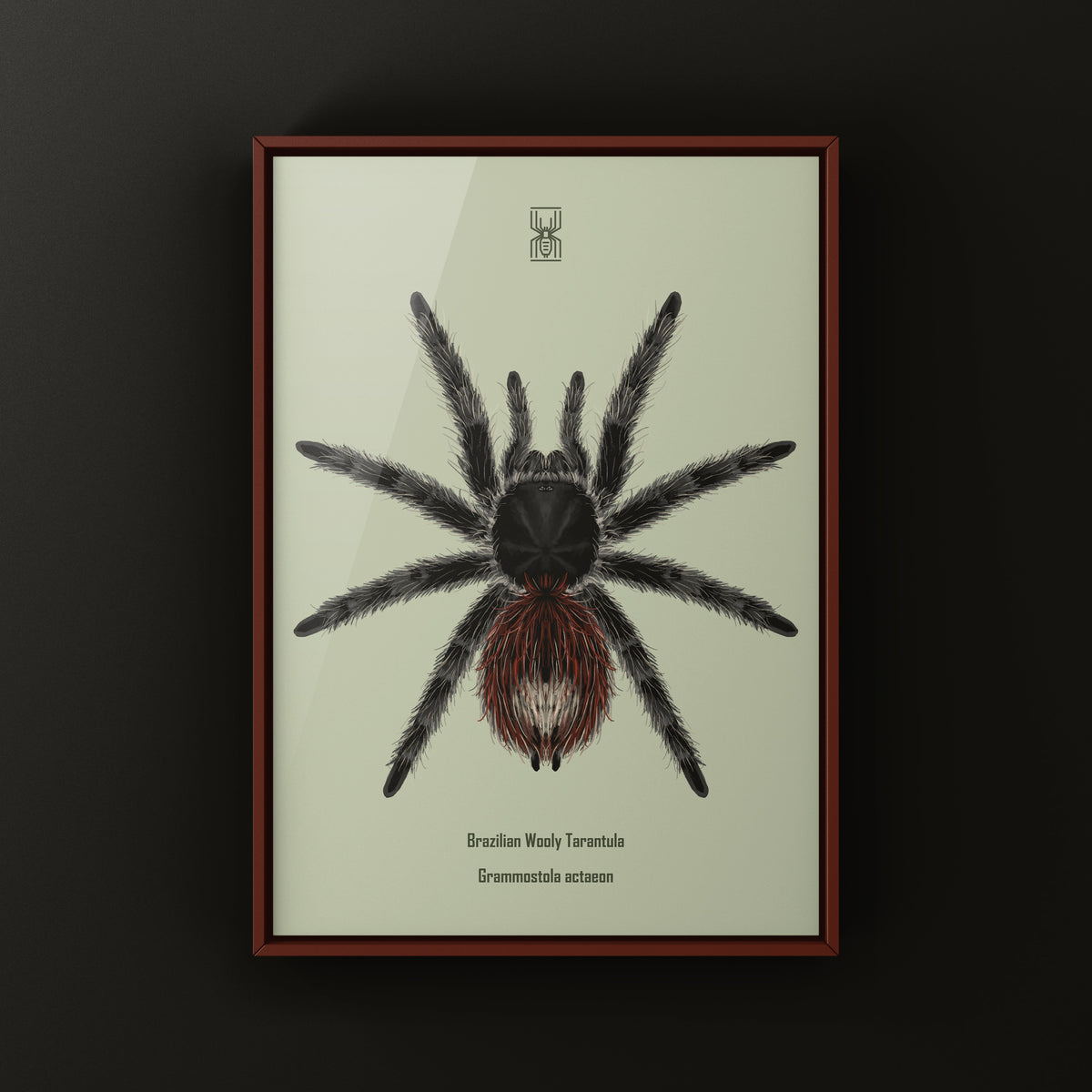 Brazilian Wooly Tarantula art print featuring Grammostola actaeon by The Silk Ranch