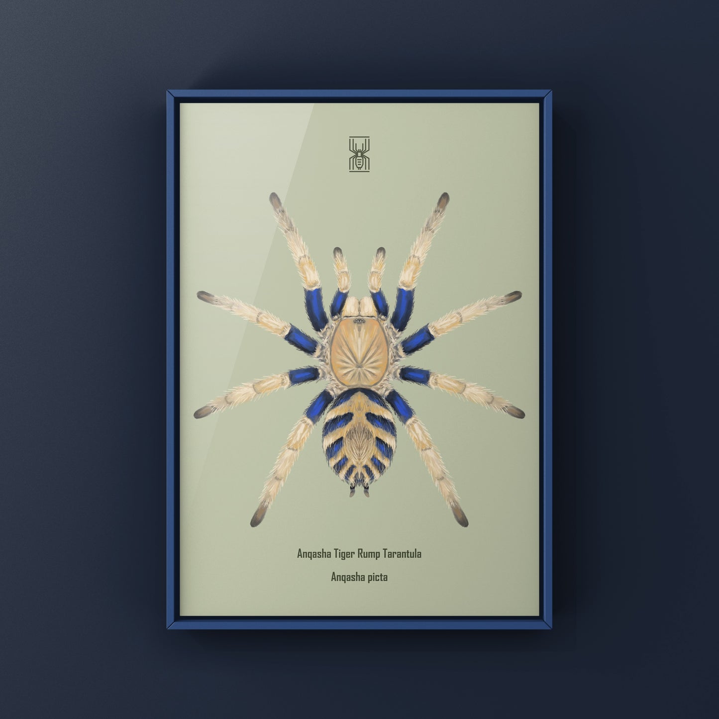 Anqasha Tiger Rump Tarantula (Anqasha picta) Art Print from The Silk Ranch
