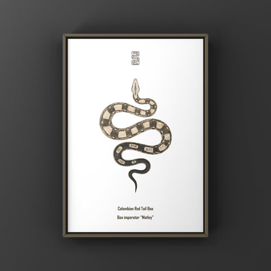 Motley Colombian Red Tail Boa (Boa imperator) Art Print from The Silk Ranch