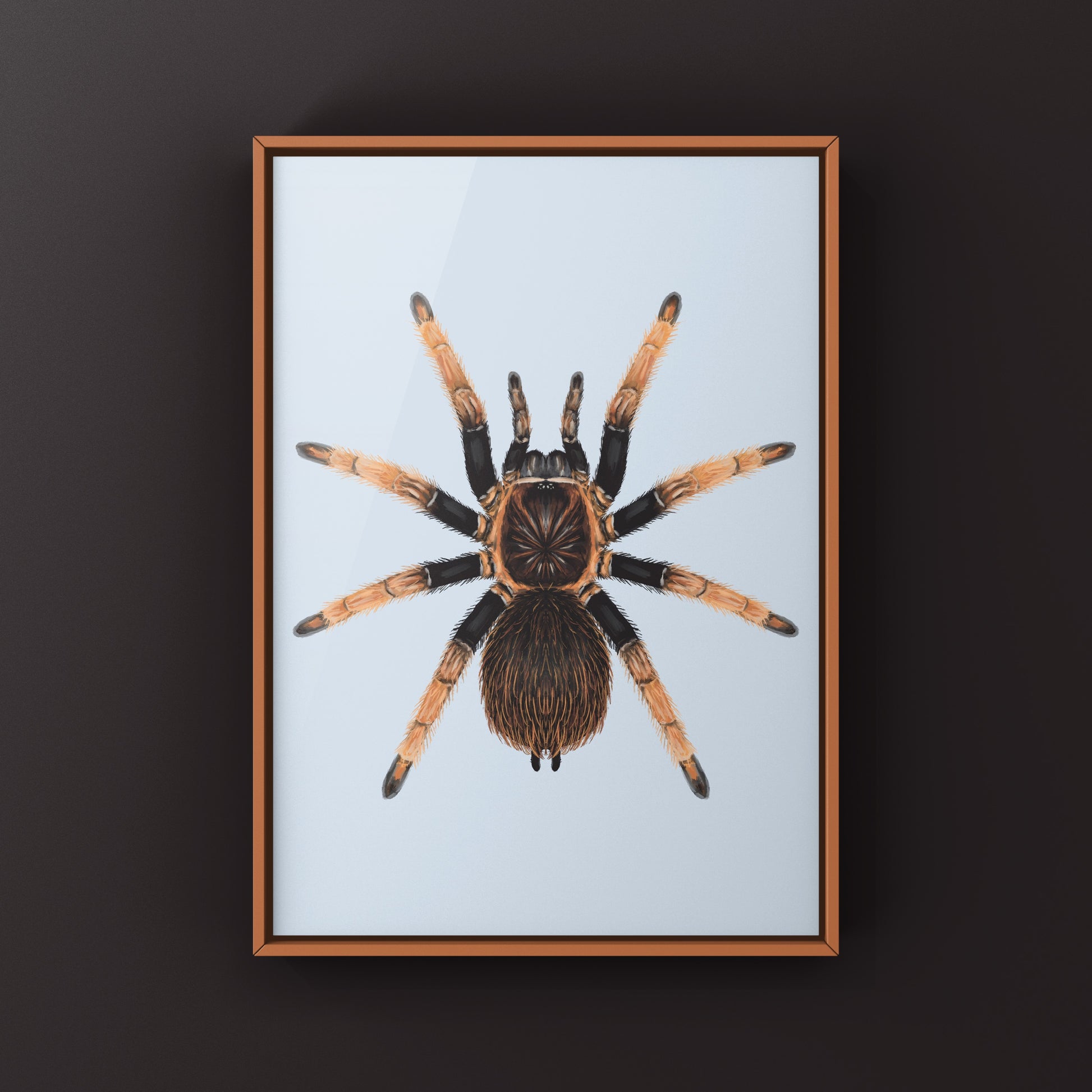 Santa Catalina Tarantula art print by The Silk Ranch featuring detailed illustration of Sericopelma sp. tarantula on textured paper
