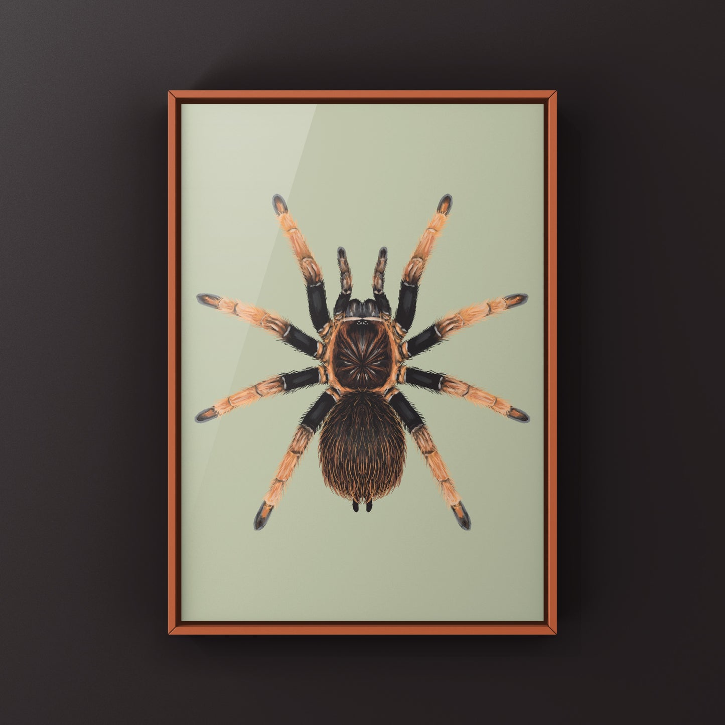 Santa Catalina Tarantula art print by The Silk Ranch showing detailed illustration of Sericopelma sp. Santa Catalina spider on textured paper.