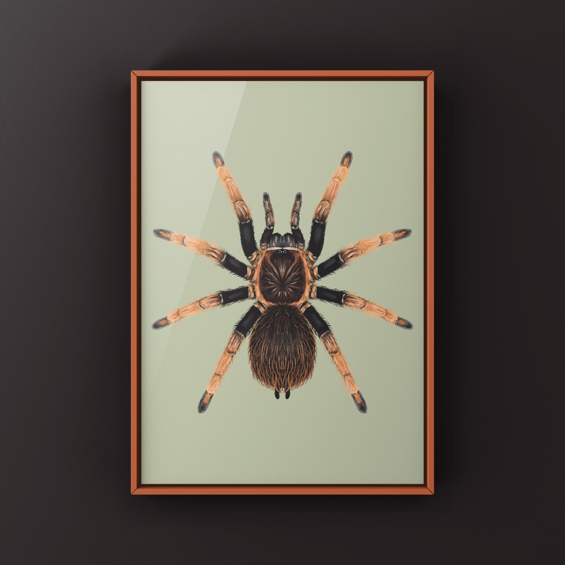 Santa Catalina Tarantula art print by The Silk Ranch showing detailed illustration of Sericopelma sp. Santa Catalina spider on textured paper.