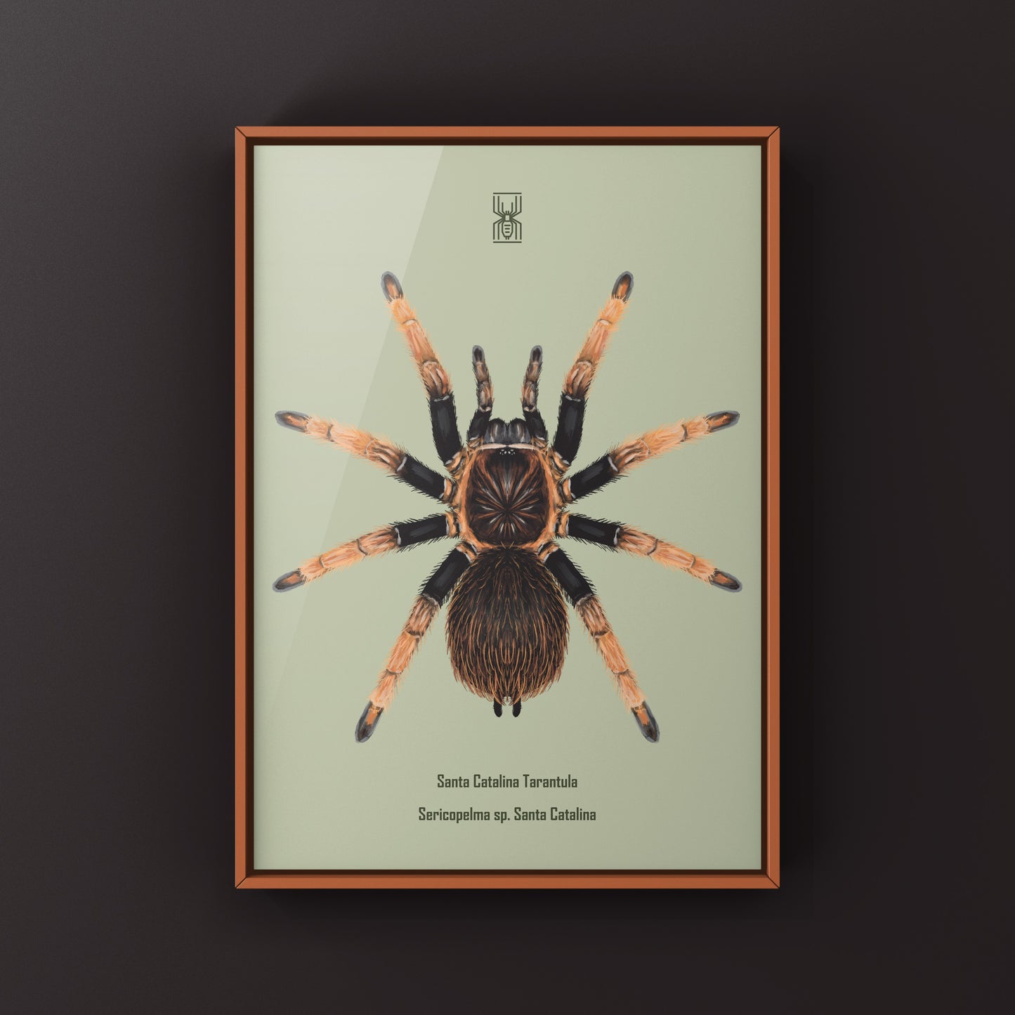 Detailed art print of a Santa Catalina Tarantula (Sericopelma sp.) showcasing vibrant colors and intricate details by The Silk Ranch.