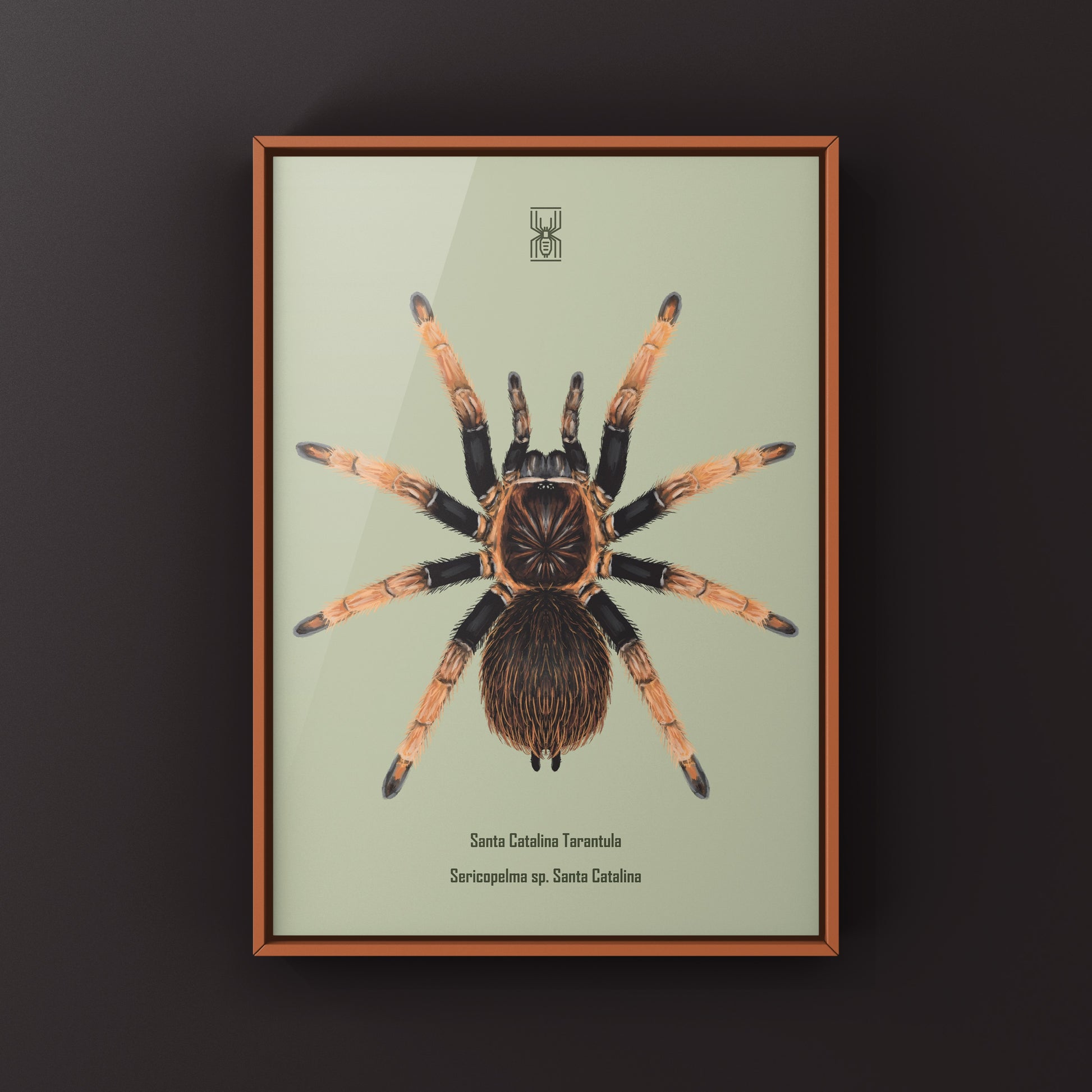 Detailed art print of a Santa Catalina Tarantula (Sericopelma sp.) showcasing vibrant colors and intricate details by The Silk Ranch.