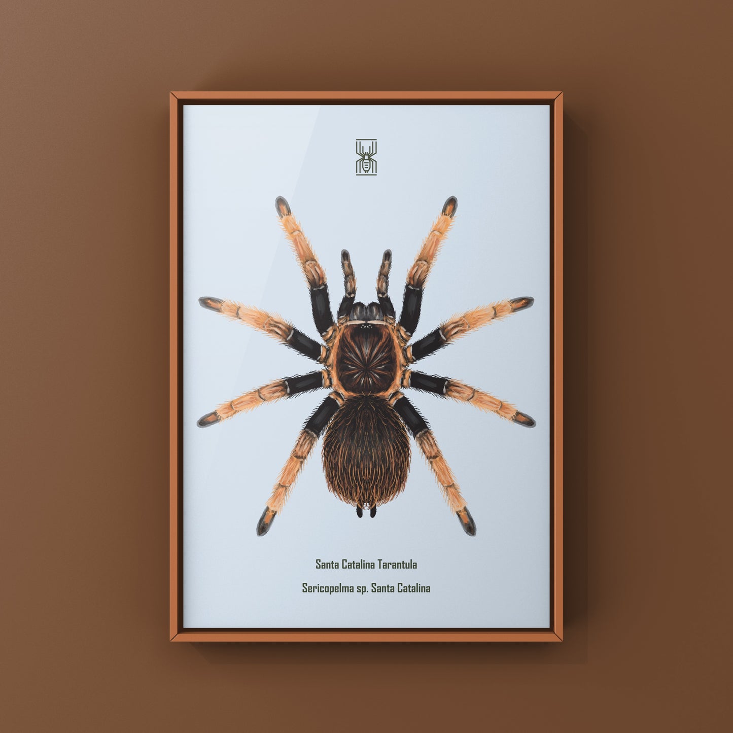 Santa Catalina Tarantula art print by The Silk Ranch featuring detailed illustration of Sericopelma sp. Santa Catalina spider.