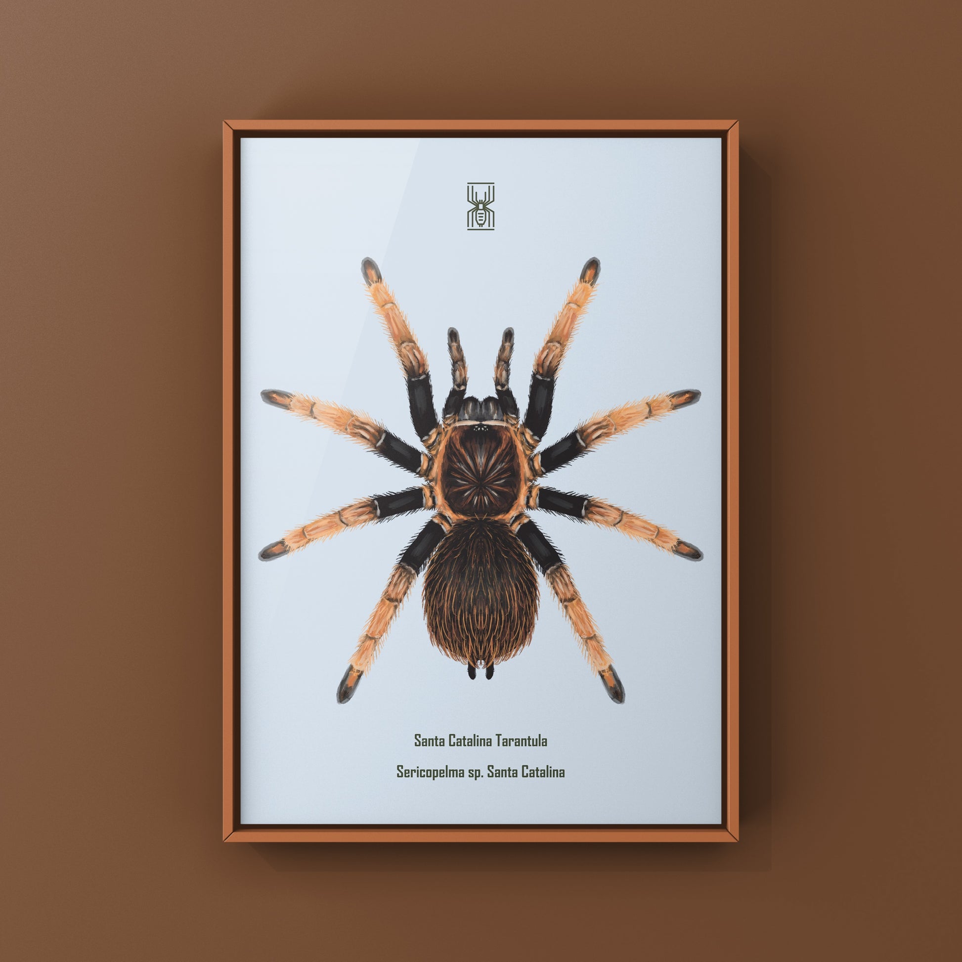 Santa Catalina Tarantula art print by The Silk Ranch featuring detailed illustration of Sericopelma sp. Santa Catalina spider.
