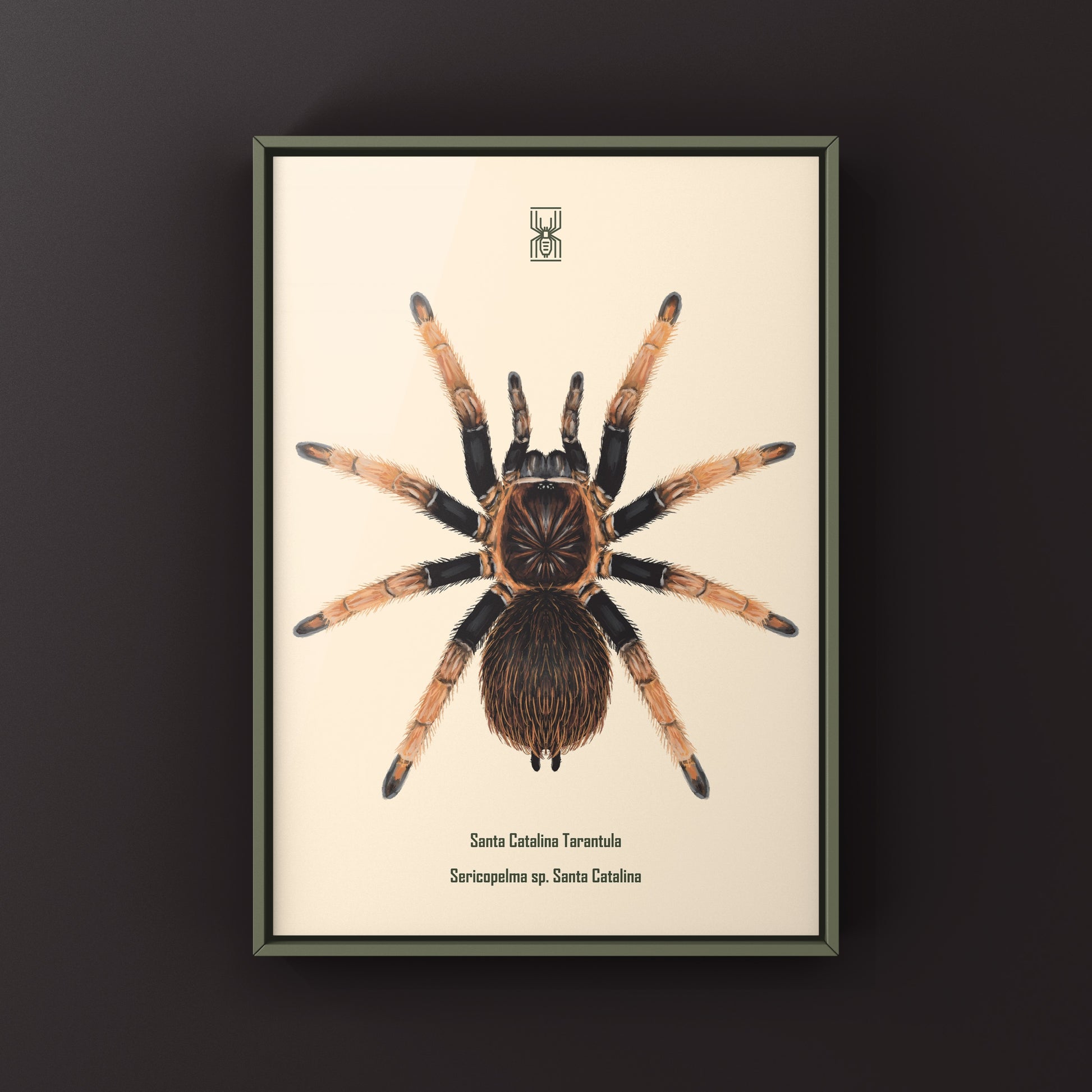 Santa Catalina Tarantula art print by The Silk Ranch, showcasing detailed illustration of Sericopelma sp. Santa Catalina.