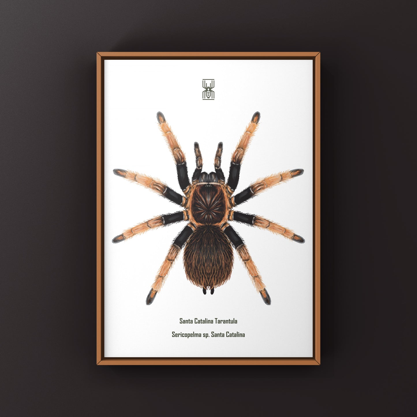 Art print of a Santa Catalina Tarantula (Sericopelma sp.) featuring detailed, vibrant illustration of the spider on a natural background.
