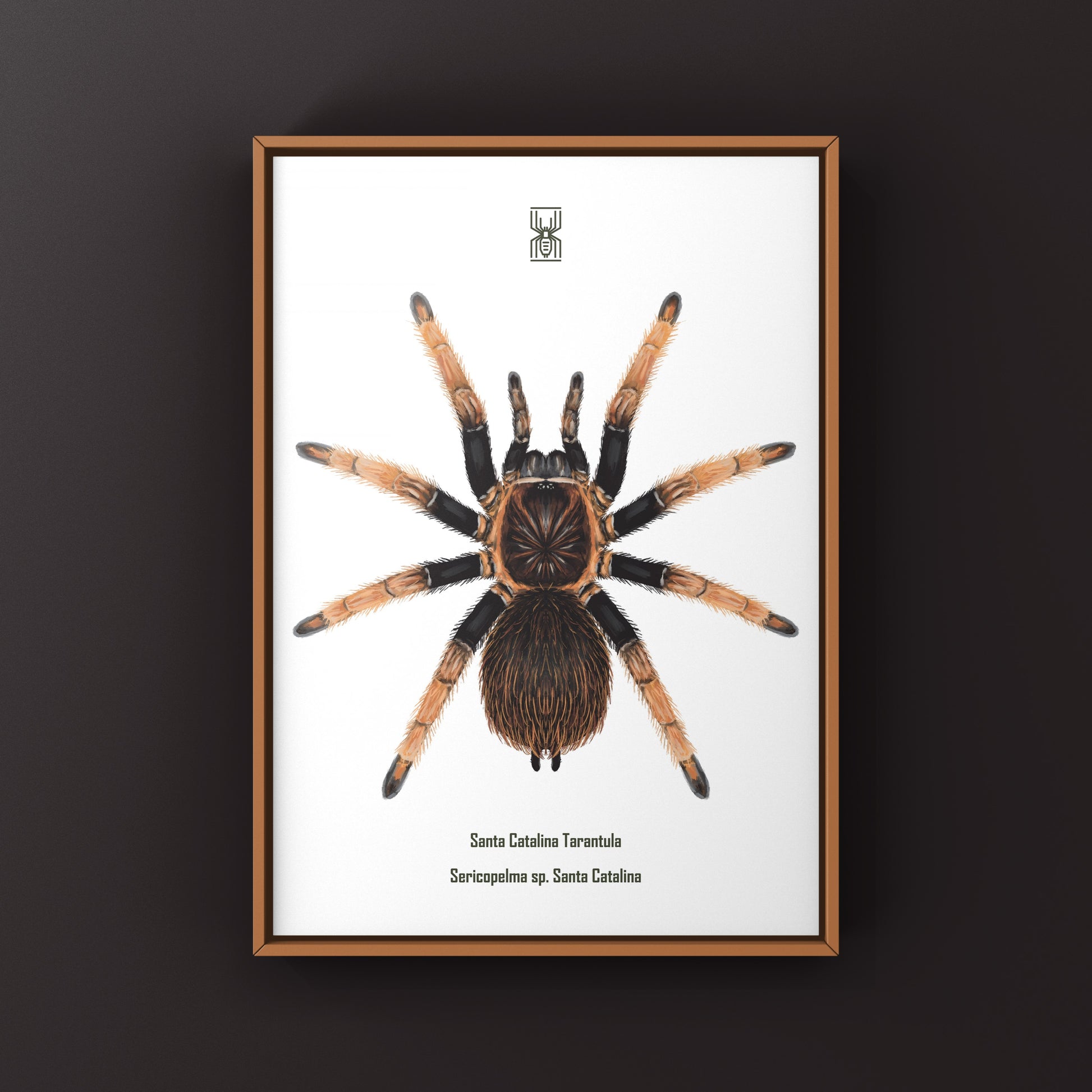 Art print of a Santa Catalina Tarantula (Sericopelma sp.) featuring detailed, vibrant illustration of the spider on a natural background.