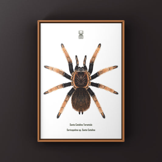 Santa Catalina Tarantula (Sericopelma sp. Santa Catalina) Art Print from The Silk Ranch