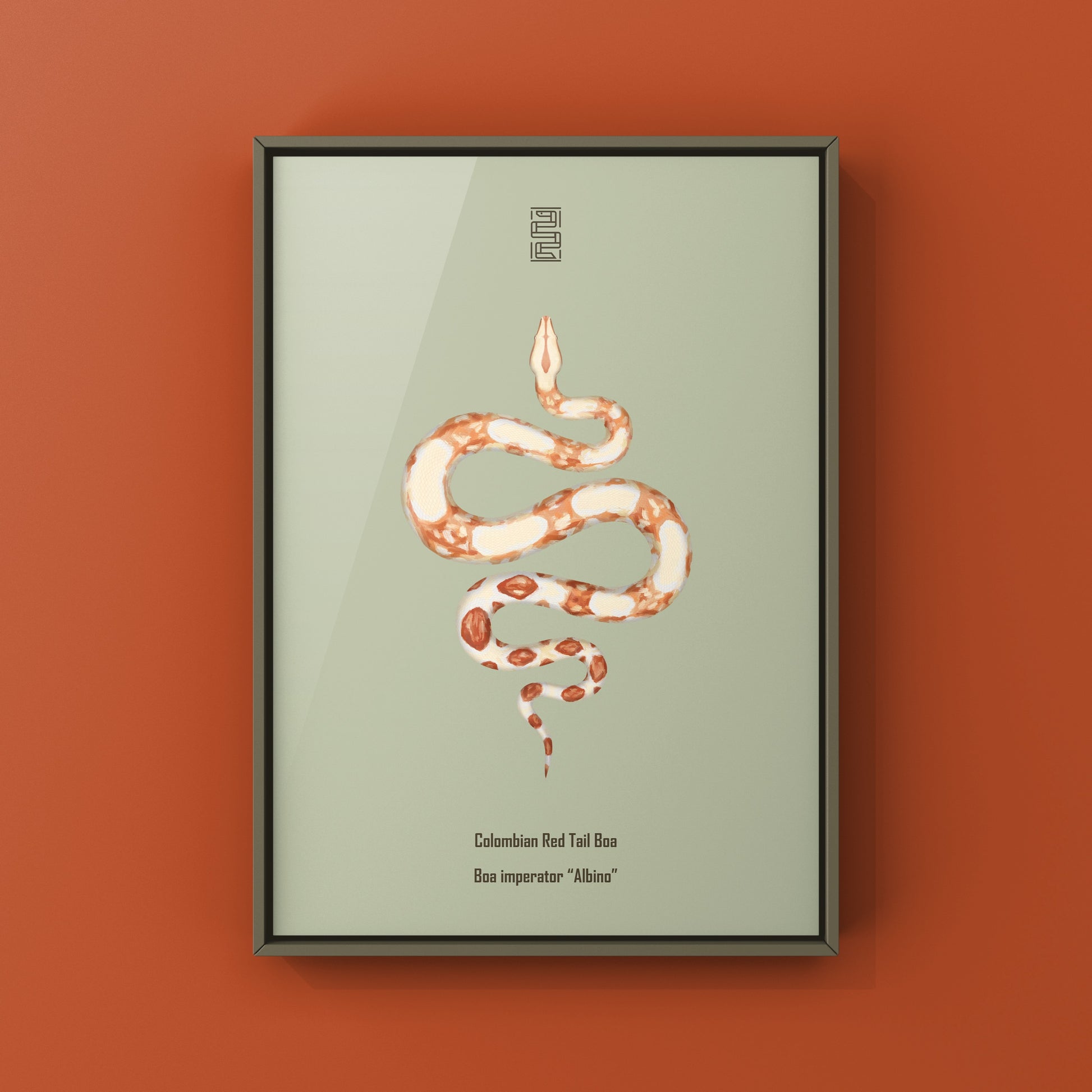 Albino Colombian Red Tail Boa (Boa imperator) Art Print from The Silk Ranch