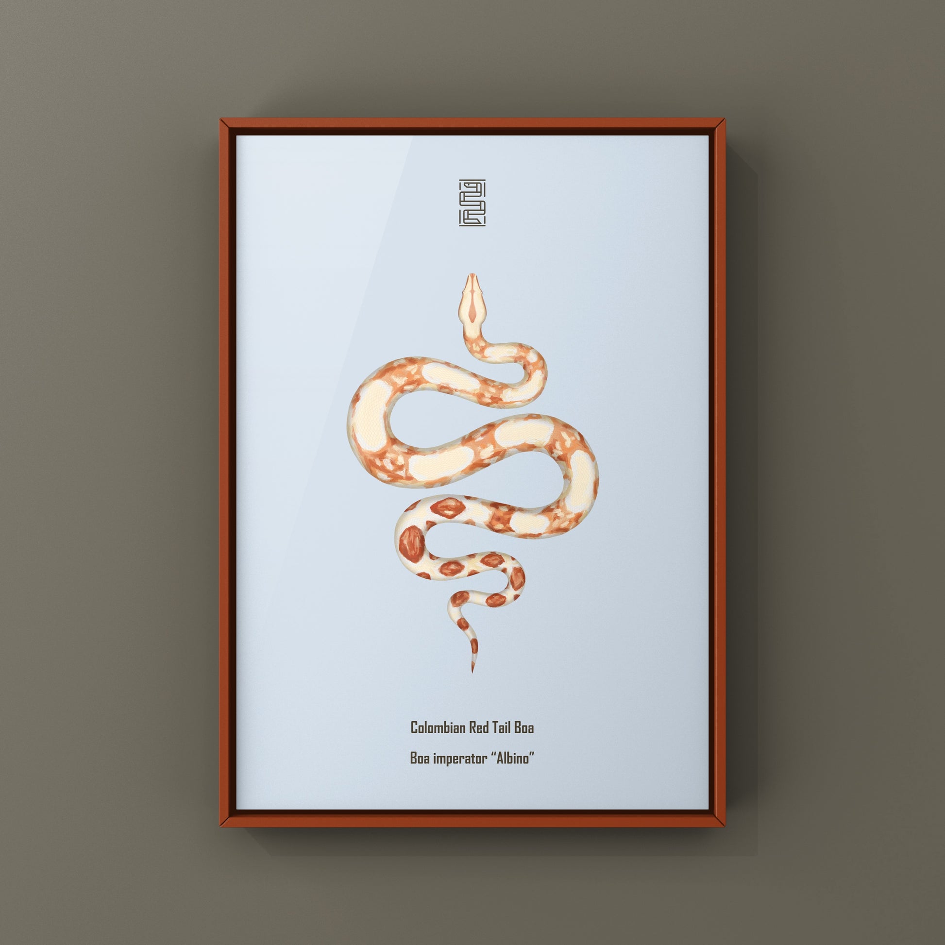 Albino Colombian Red Tail Boa (Boa imperator) Art Print from The Silk Ranch