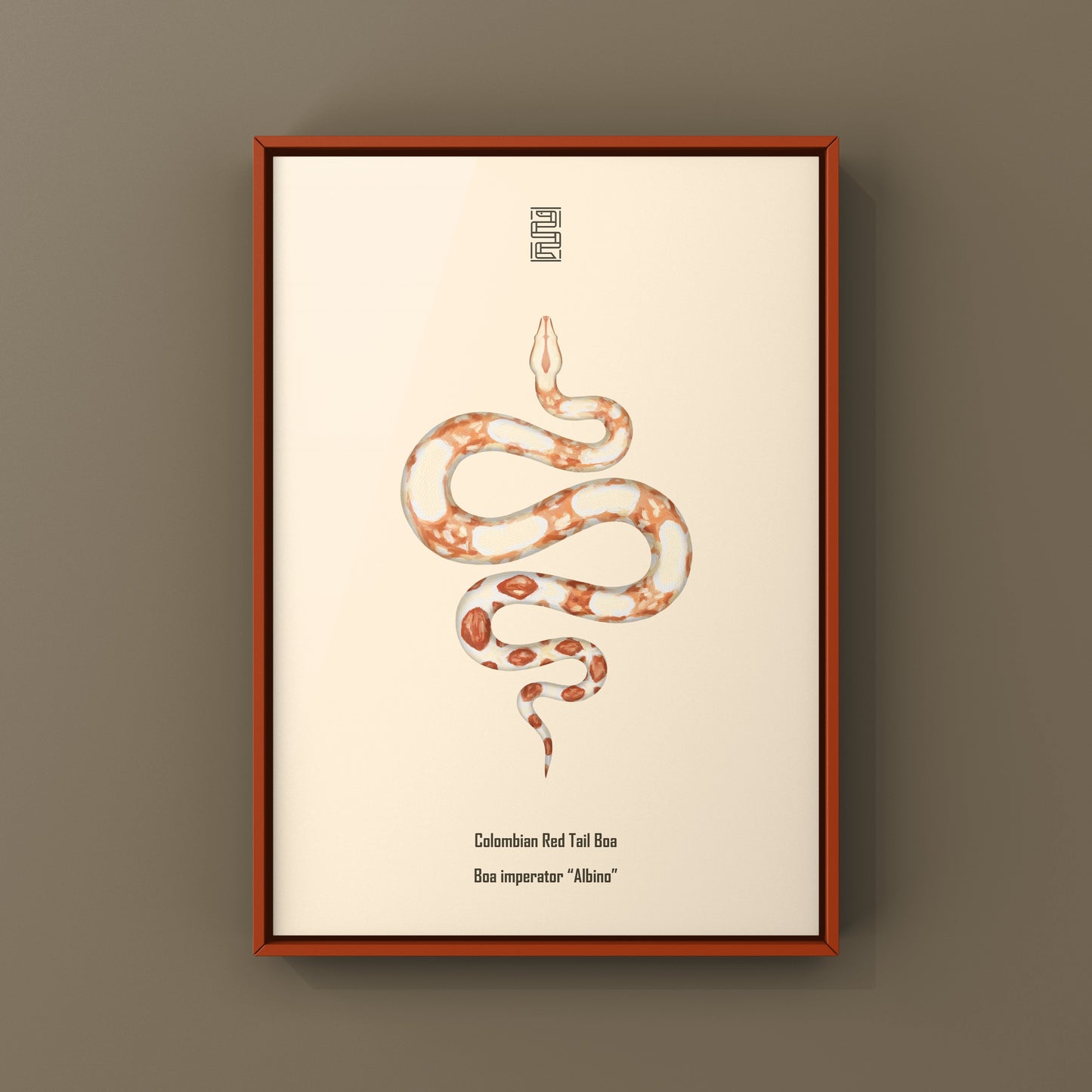 Albino Colombian Red Tail Boa (Boa imperator) Art Print from The Silk Ranch