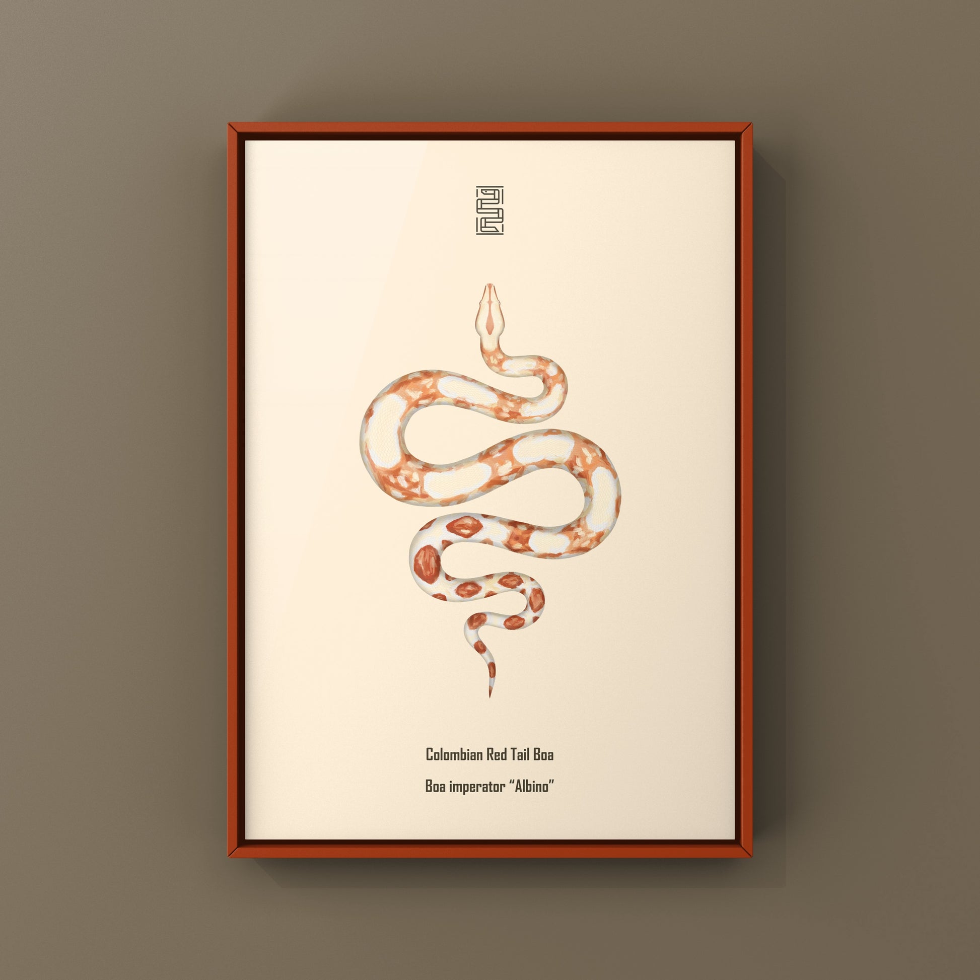 Albino Colombian Red Tail Boa (Boa imperator) Art Print from The Silk Ranch