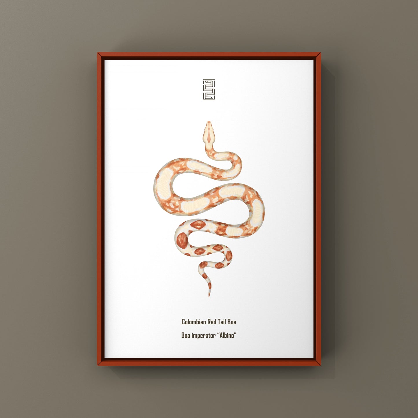 Albino Colombian Red Tail Boa (Boa imperator) Art Print from The Silk Ranch