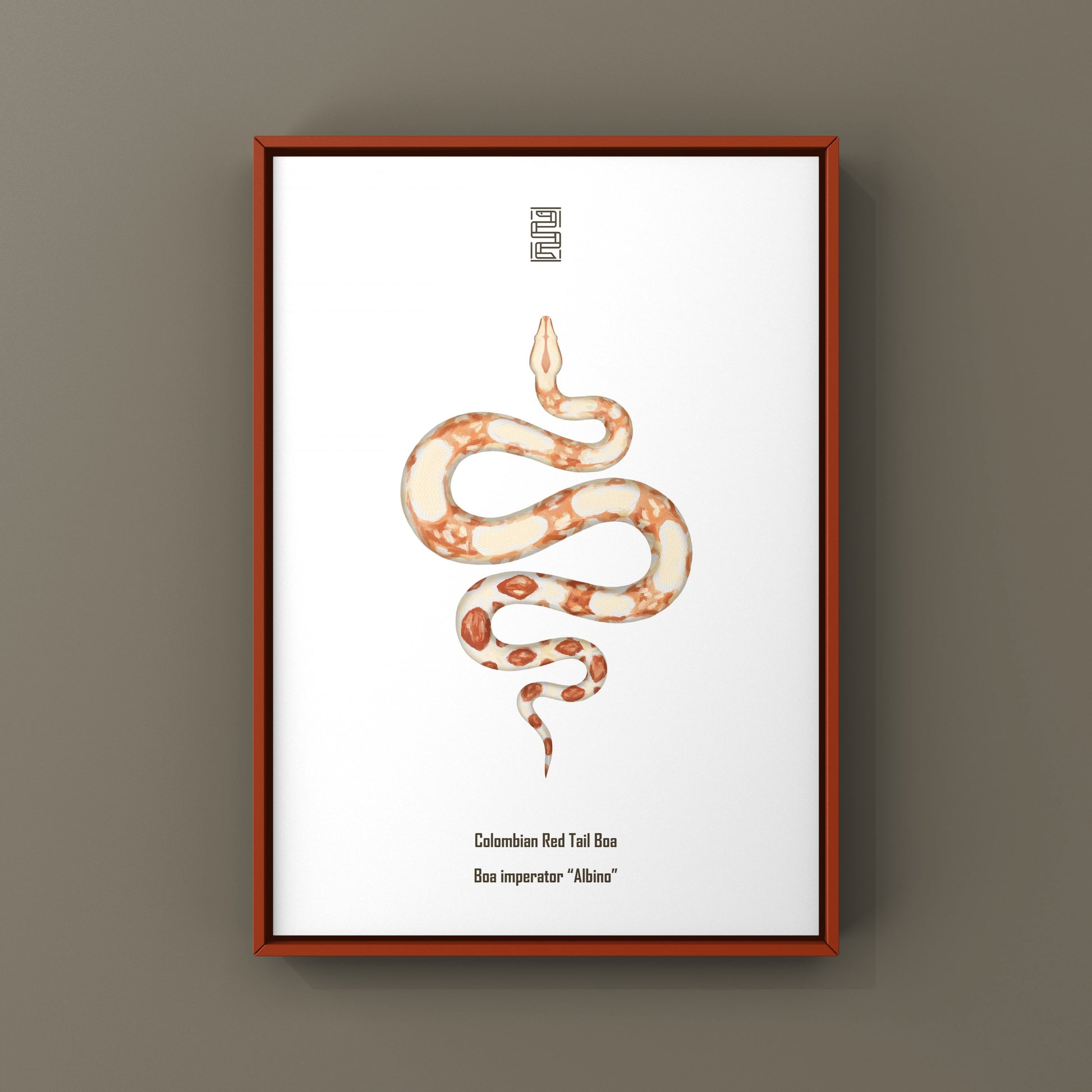 Albino Colombian Red Tail Boa (Boa imperator) Art Print from The Silk Ranch