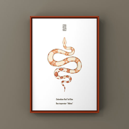 Albino Colombian Red Tail Boa (Boa imperator) Art Print from The Silk Ranch