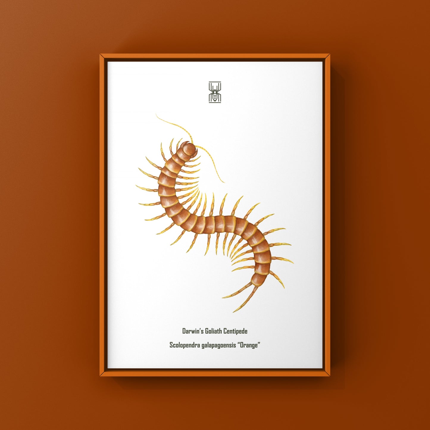 Colorful art print of Darwin’s Goliath Centipede (Scolopendra galapagoensis “Orange”) from The Silk Ranch, showcasing intricate insect details.