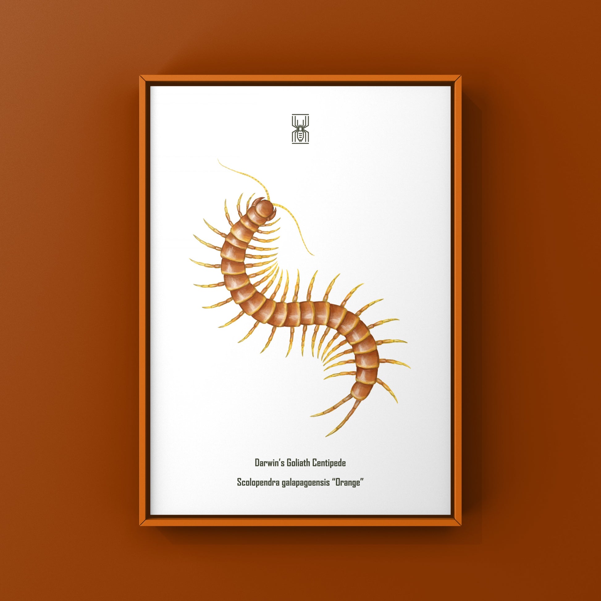 Colorful art print of Darwin’s Goliath Centipede (Scolopendra galapagoensis “Orange”) from The Silk Ranch, showcasing intricate insect details.