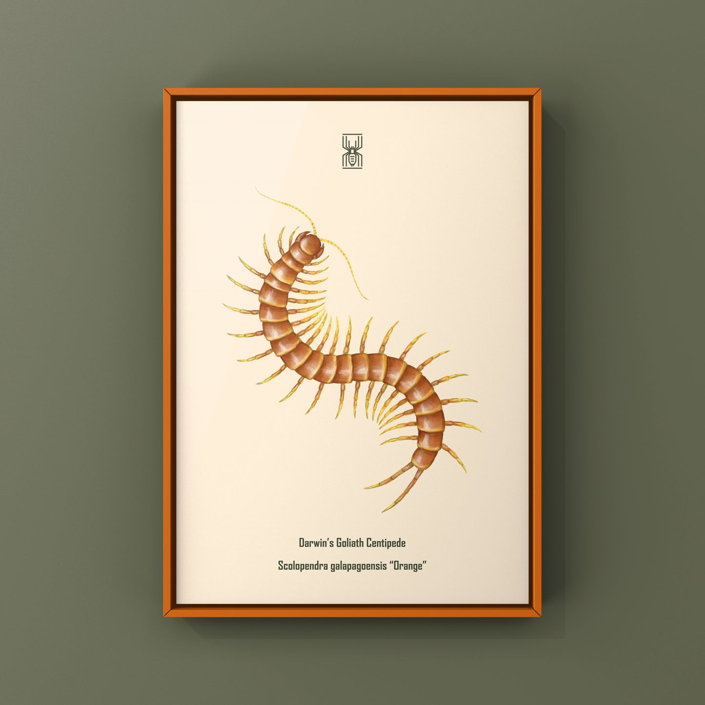 Colorful art print of Darwin’s Goliath Centipede (Scolopendra galapagoensis “Orange”) by The Silk Ranch, showcasing intricate details.