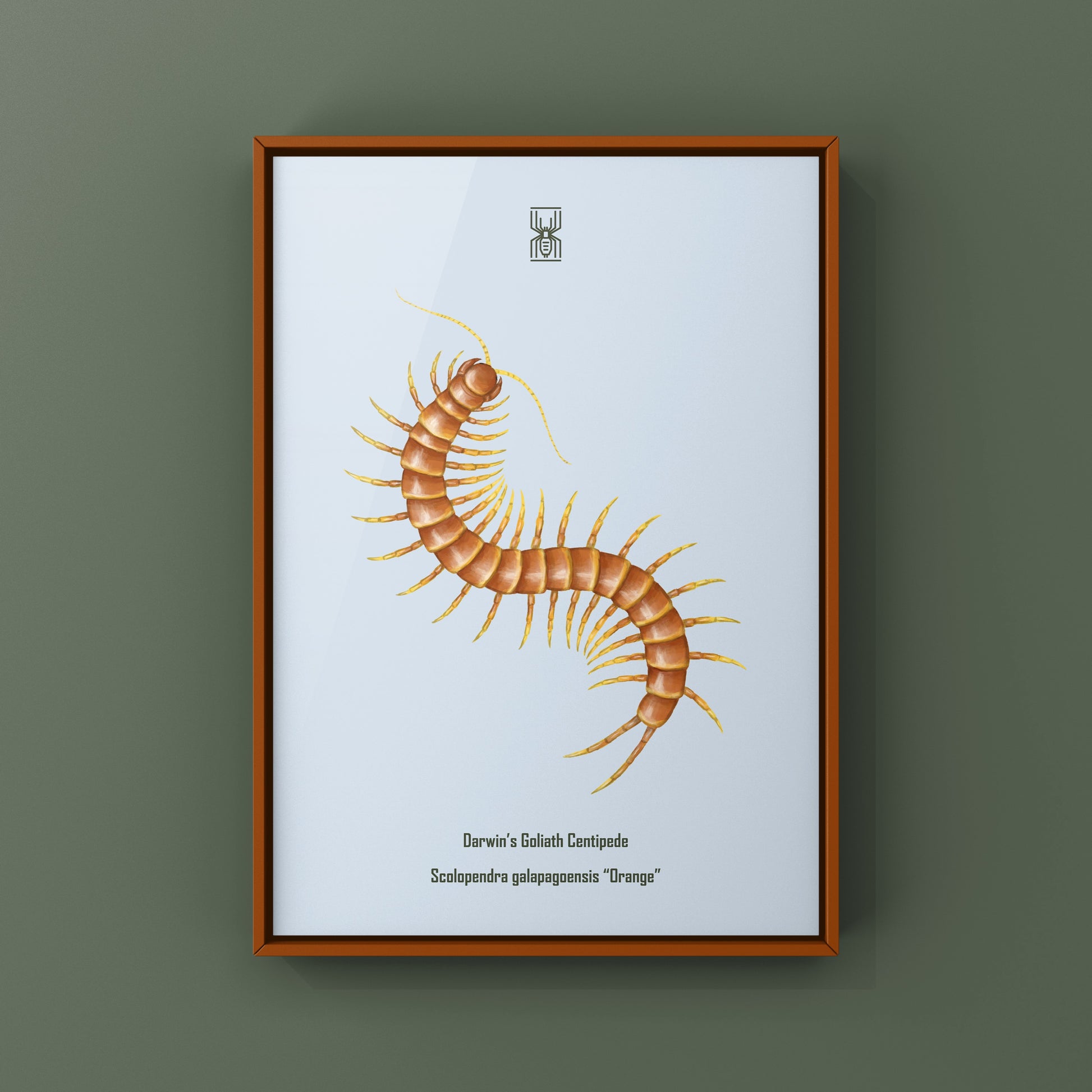 Colorful art print of a Darwin’s Goliath Centipede (Scolopendra galapagoensis “Orange”) by The Silk Ranch, showcasing vibrant orange details.