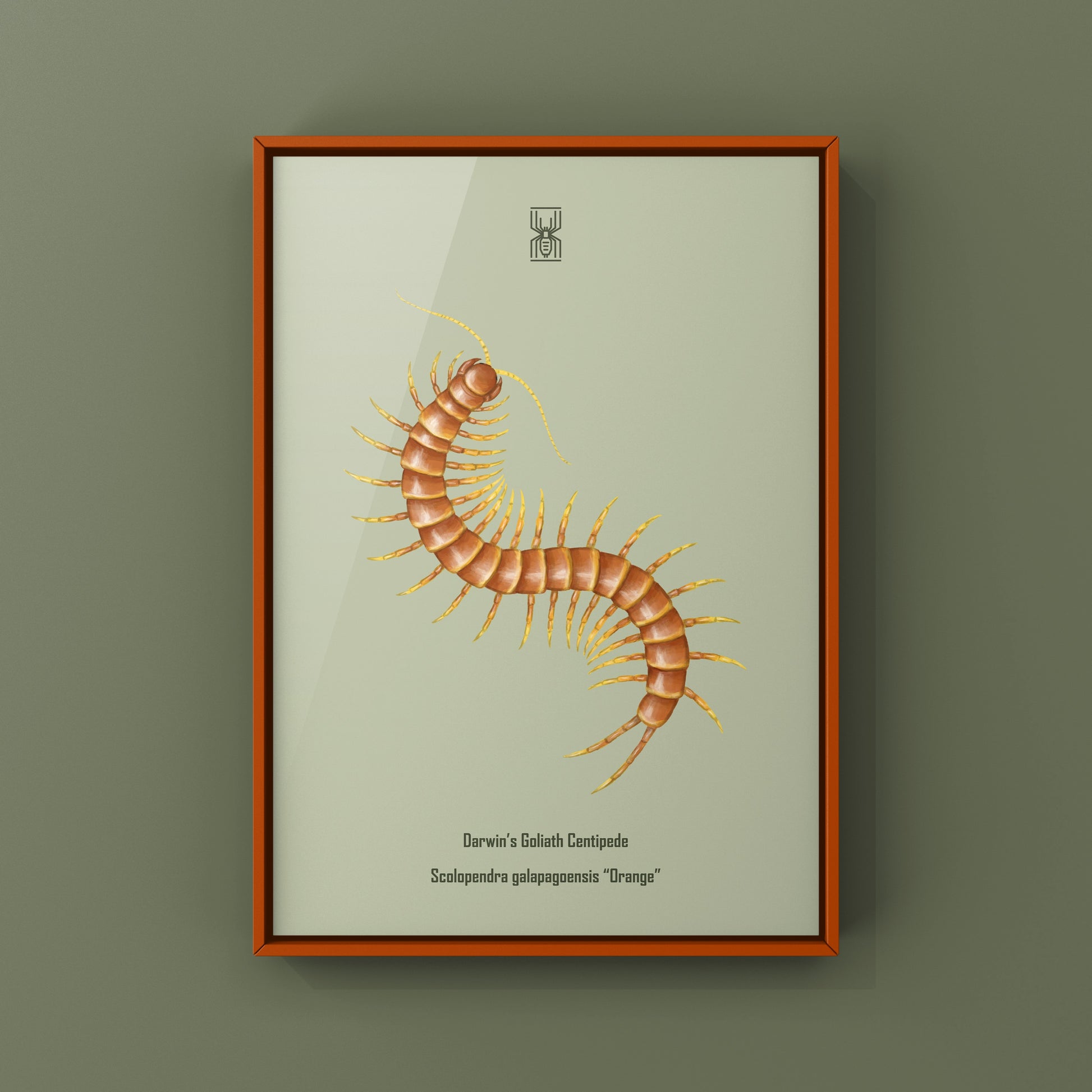 Vivid art print of Darwin’s Goliath Centipede (Scolopendra galapagoensis “Orange”) showcasing the colorful centipede's detailed body.