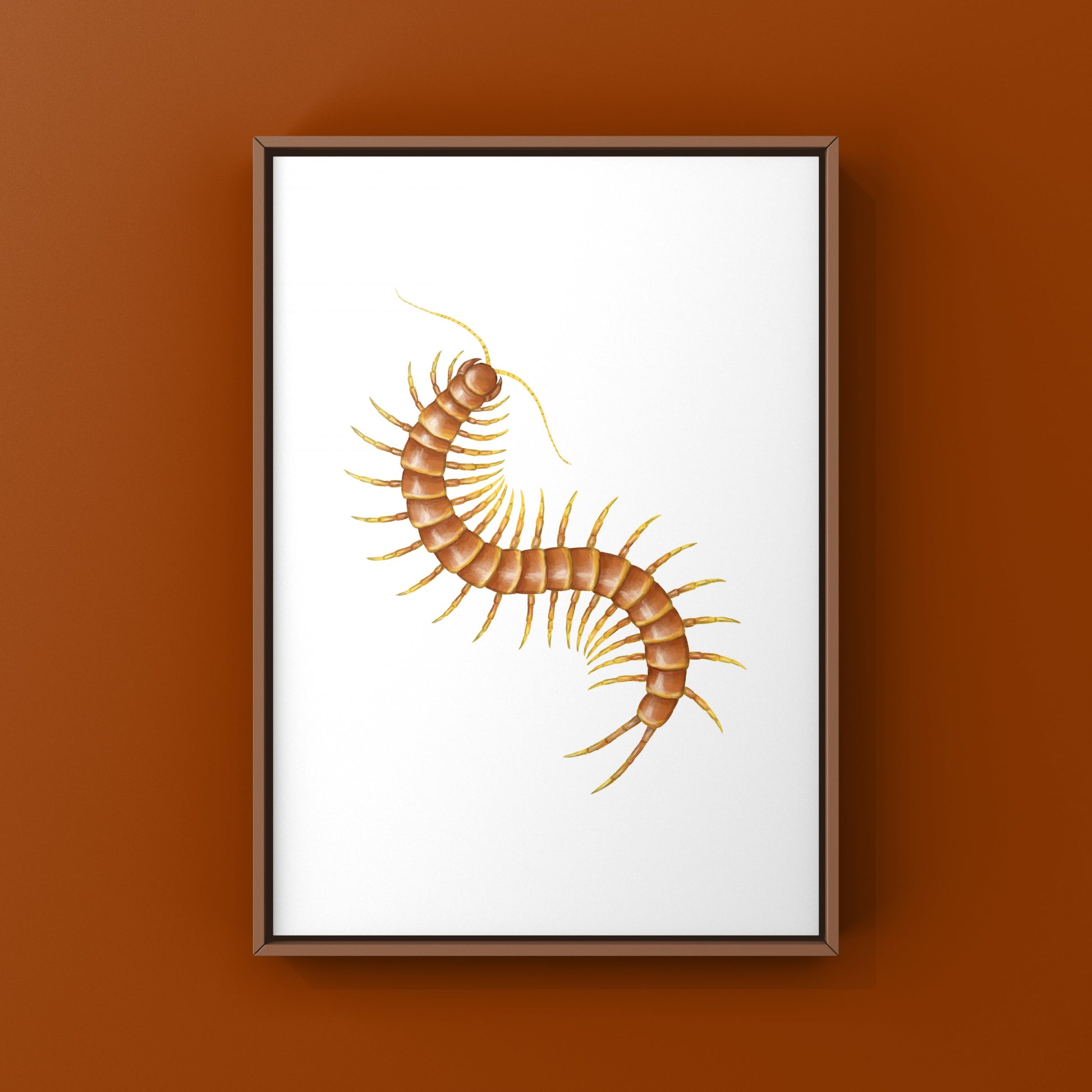 Colorful art print of Darwin’s Goliath Centipede (Scolopendra galapagoensis “Orange”) featuring vibrant orange and detailed insect illustration.