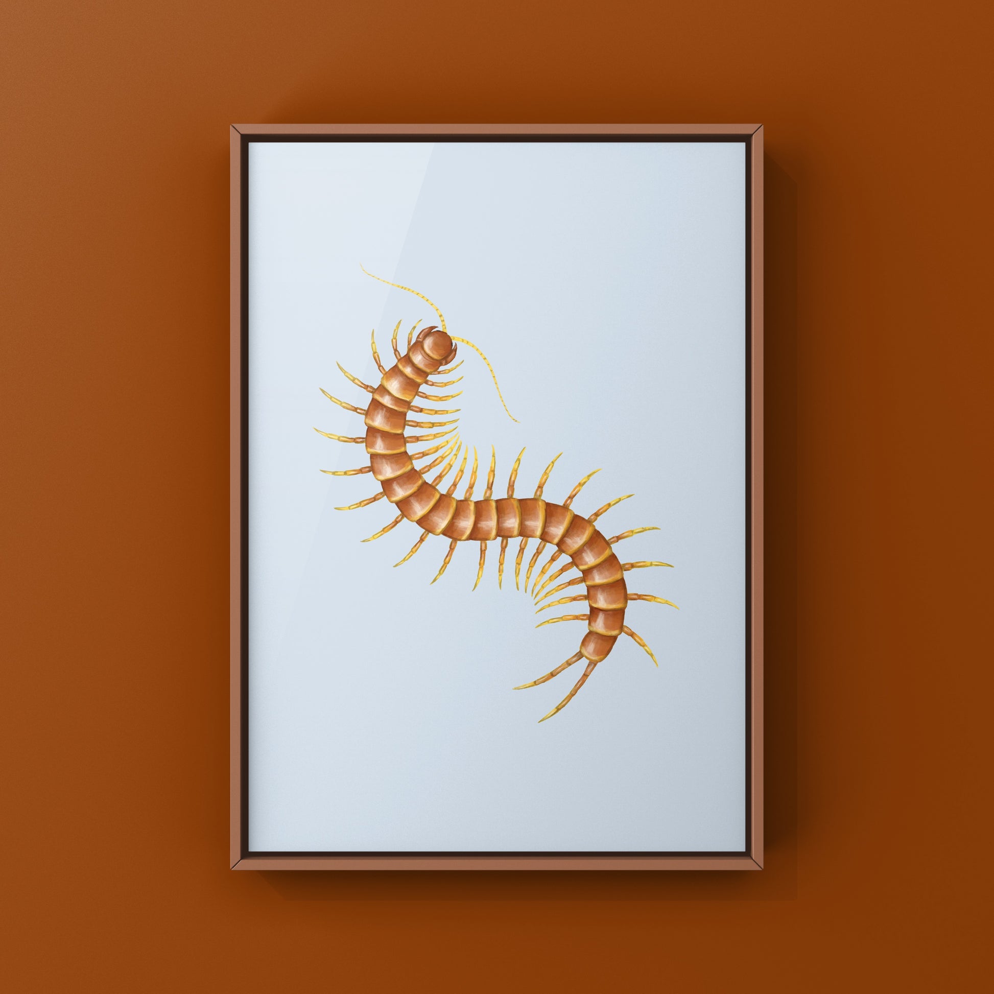 Colorful art print of Darwin’s Goliath Centipede (Scolopendra galapagoensis “Orange”) by The Silk Ranch, showcasing detailed insect illustration.