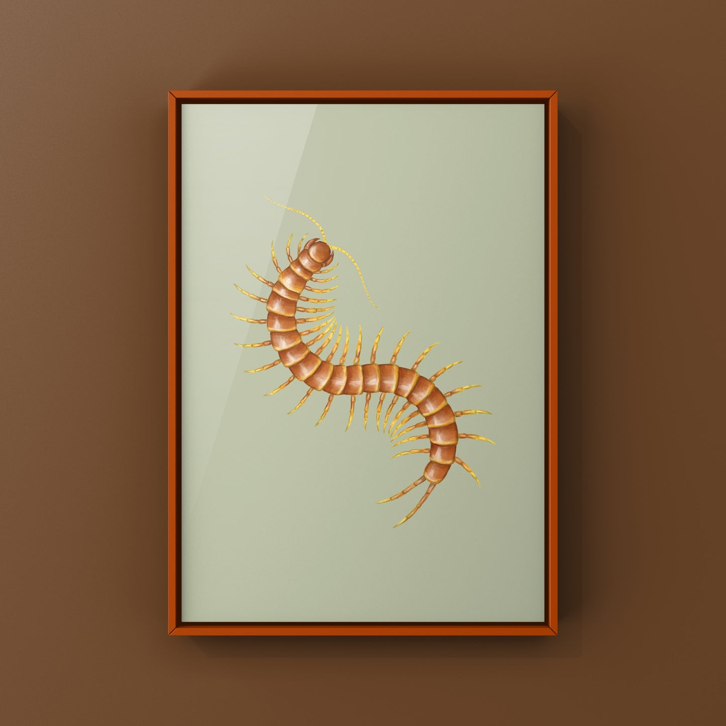 Colorful art print of Darwin’s Goliath Centipede (Scolopendra galapagoensis “Orange”) by The Silk Ranch, showcasing vibrant insect illustration.