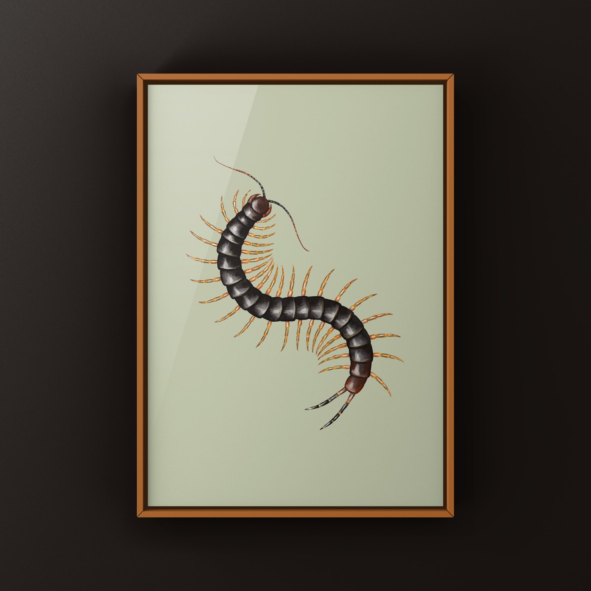 Dark-colored Darwin’s Goliath Centipede art print by The Silk Ranch, showcasing detailed illustrations of the Scolopendra galapagoensis.