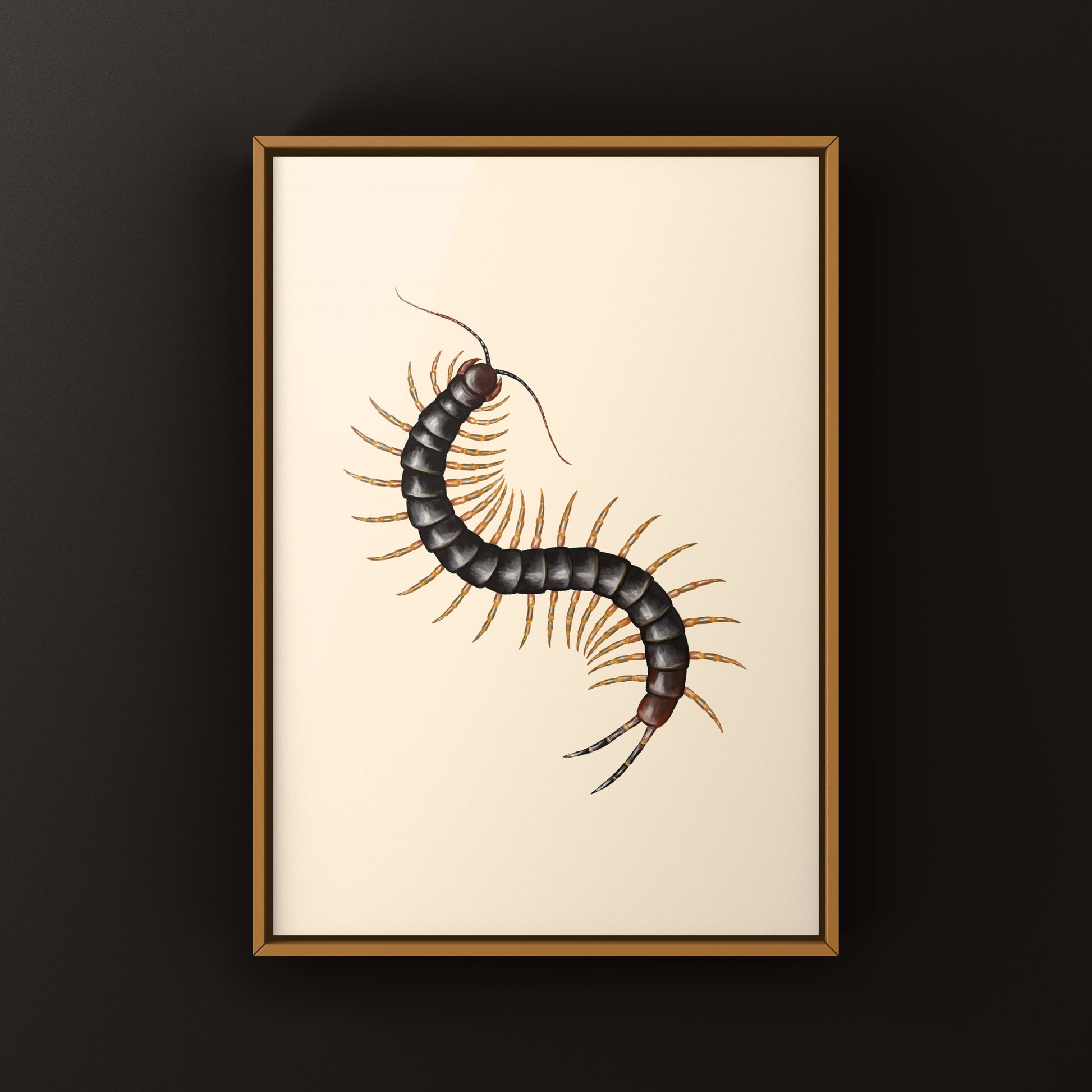 Dark Darwin’s Goliath Centipede art print by The Silk Ranch showing a detailed depiction of the Scolopendra galapagoensis on textured paper