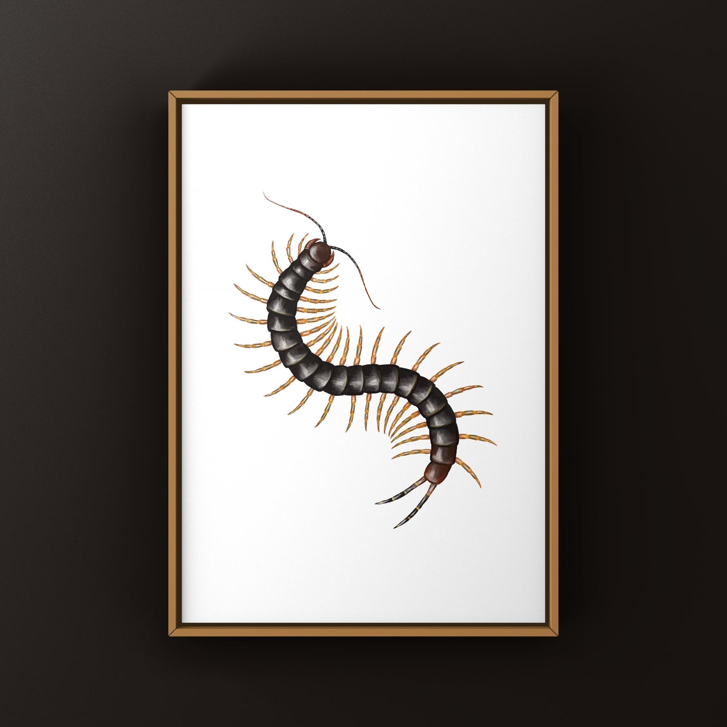 Dark Darwin’s Goliath Centipede art print by The Silk Ranch, showcasing detailed illustration of the Scolopendra galapagoensis in natural colors.