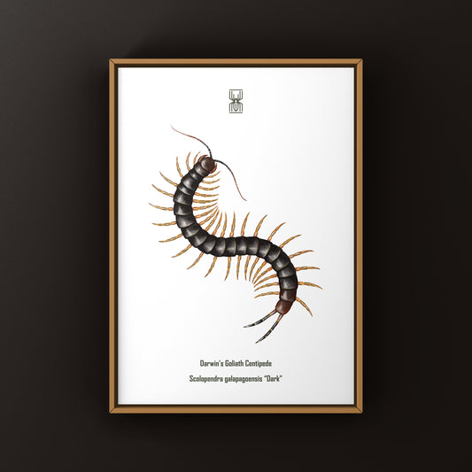 Dark Goliath Centipede art print by The Silk Ranch, featuring detailed illustration of Scolopendra galapagoensis on white background.