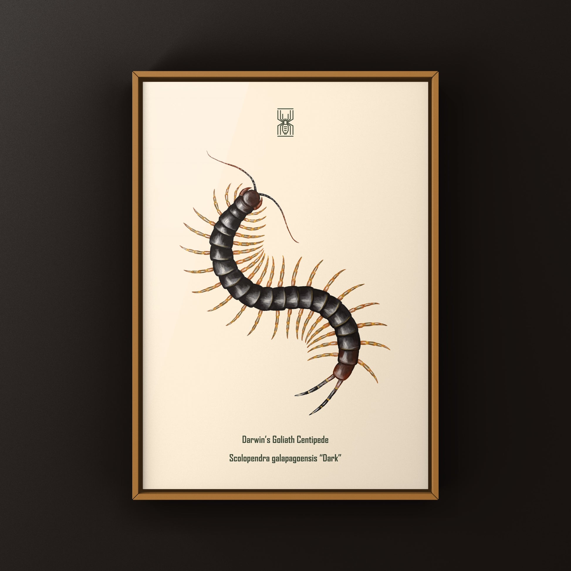 Dark Darwin’s Goliath Centipede art print by The Silk Ranch featuring detailed imagery of a large centipede on a neutral background.