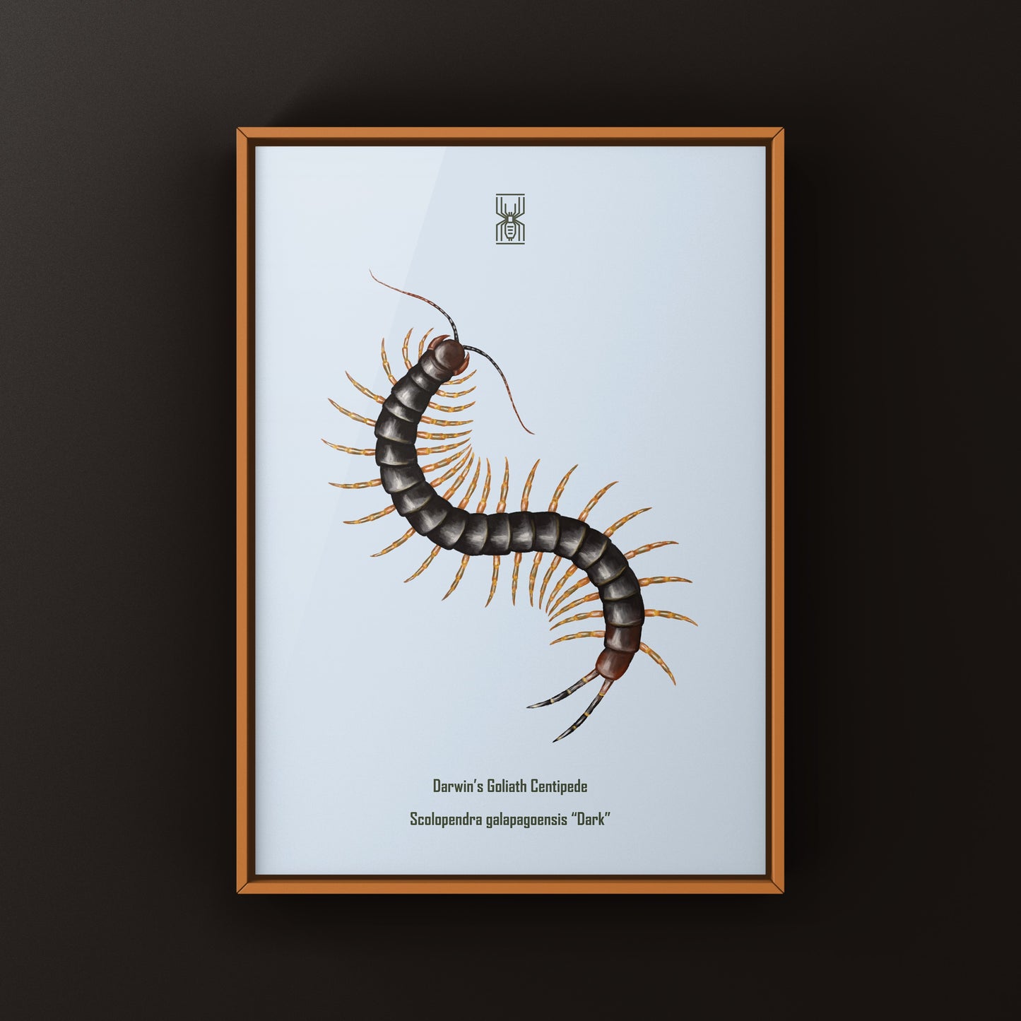 Dark Darwin’s Goliath Centipede art print featuring a detailed illustration of a large Scolopendra galapagoensis on a neutral background.