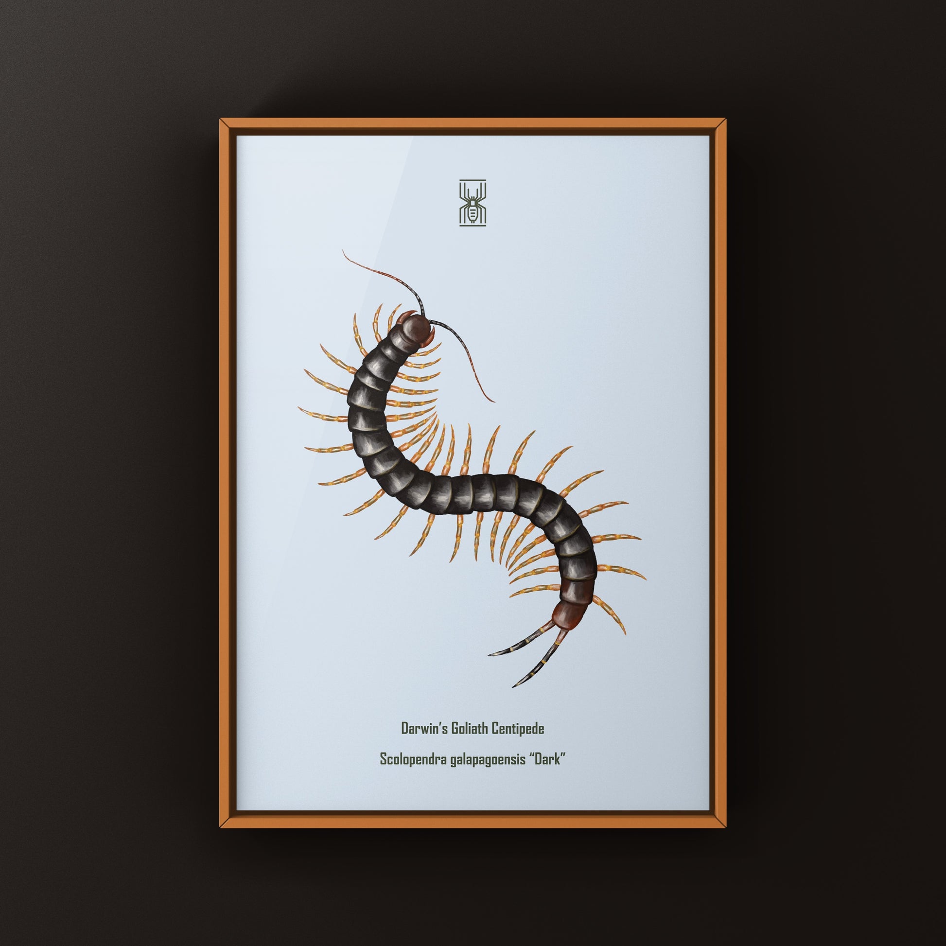 Dark Darwin’s Goliath Centipede art print featuring a detailed illustration of a large Scolopendra galapagoensis on a neutral background.