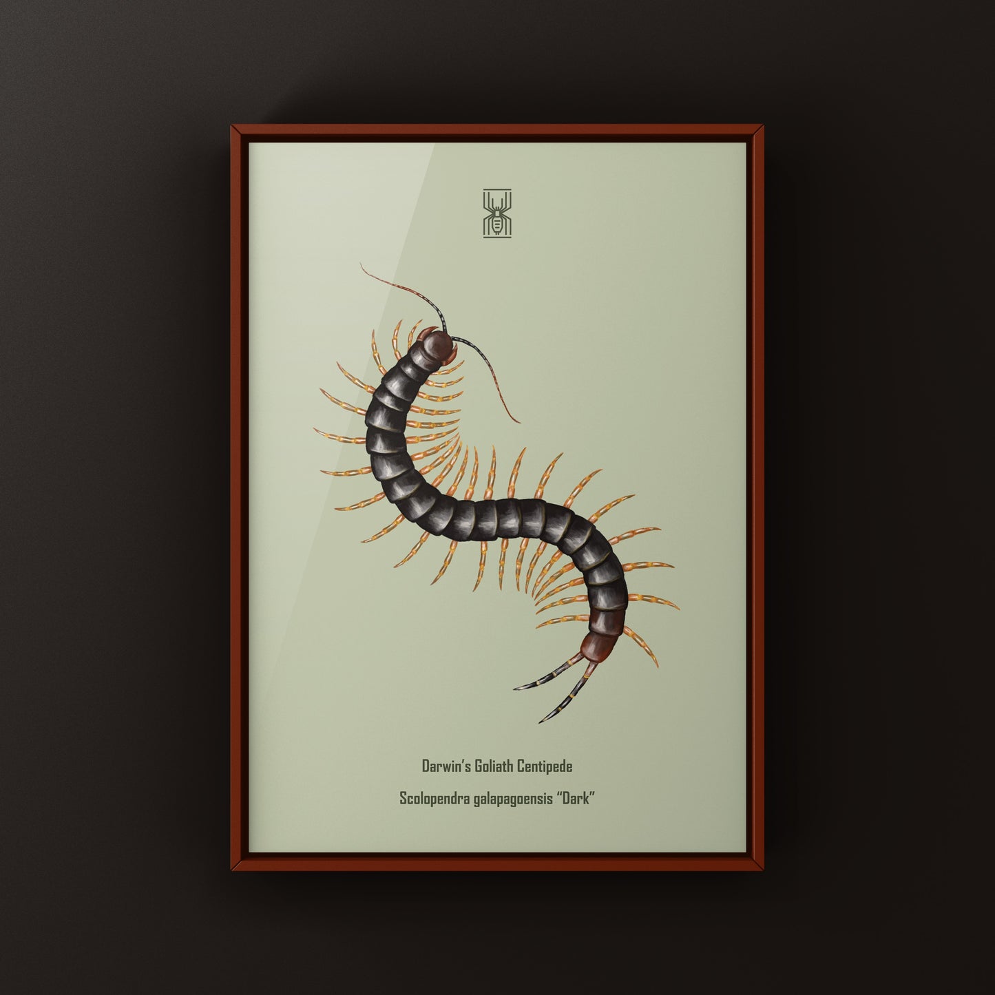 Dark-colored Darwin’s Goliath Centipede art print by The Silk Ranch, showcasing detailed, realistic imagery of the Scolopendra galapagoensis.