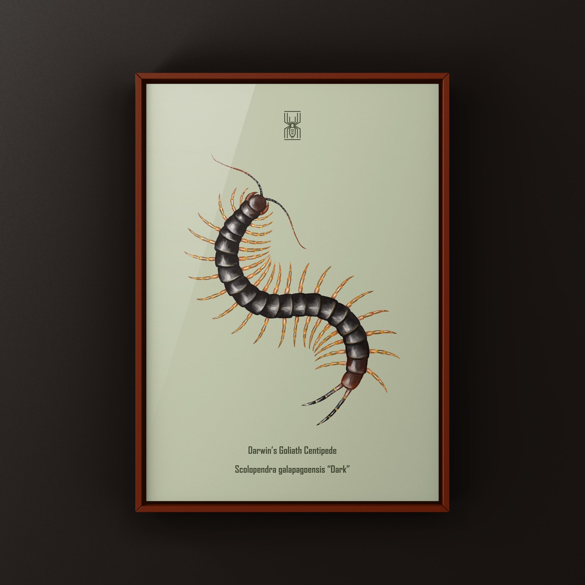Dark-colored Darwin’s Goliath Centipede art print by The Silk Ranch, showcasing detailed, realistic imagery of the Scolopendra galapagoensis.