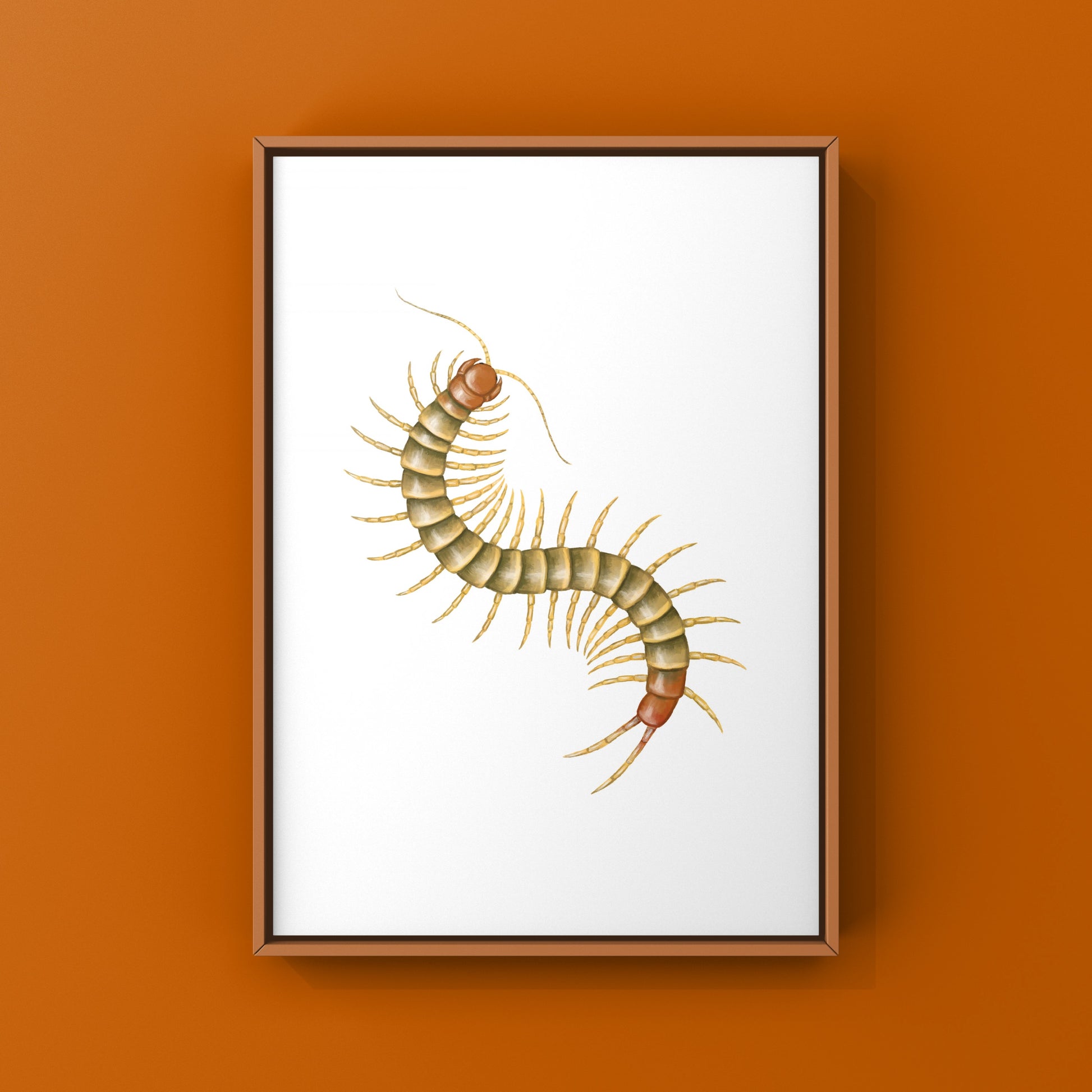 Colorful art print of a juvenile Darwin’s Goliath Centipede (Scolopendra galapagoensis "Orange") by The Silk Ranch