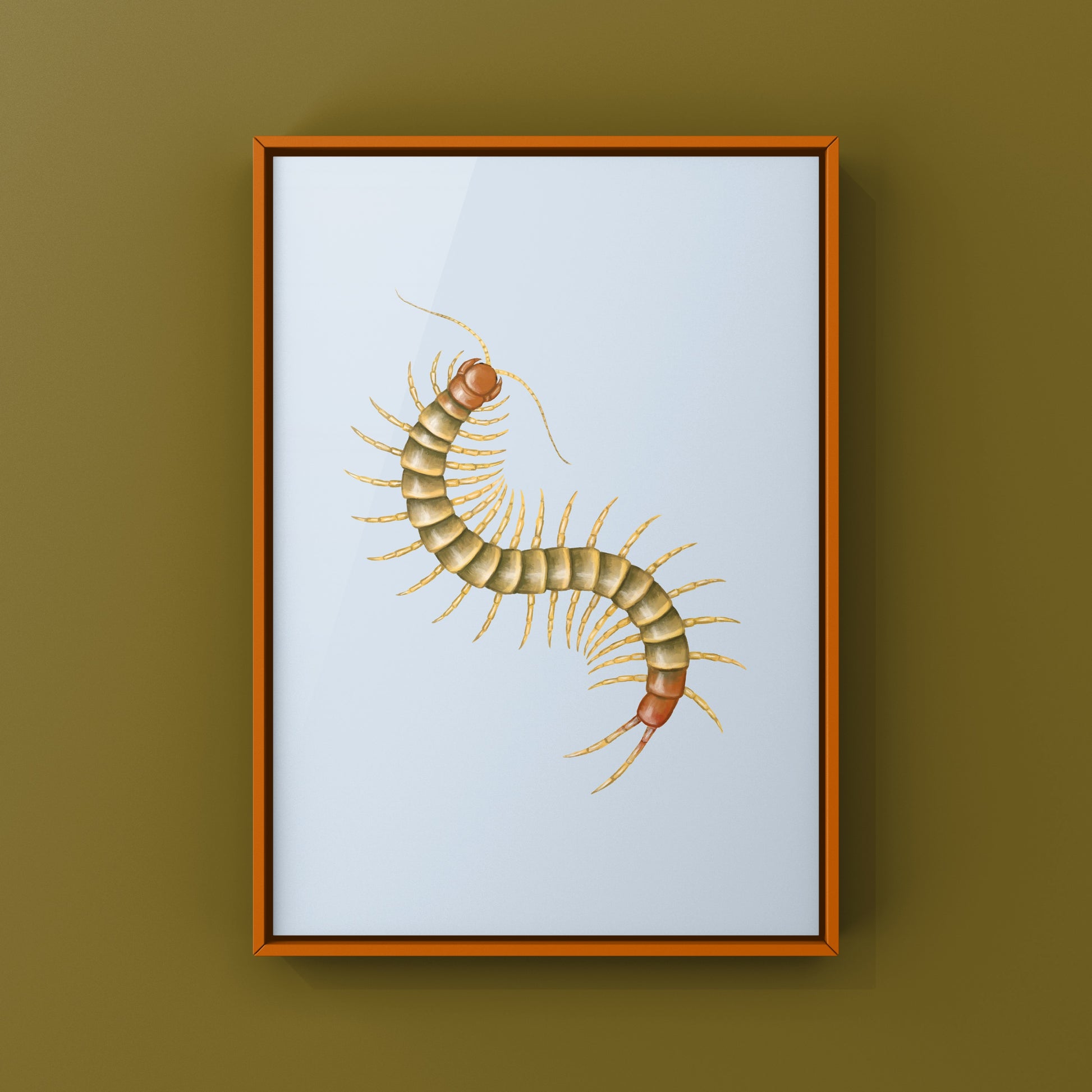 Colorful art print of a juvenile Darwin’s Goliath Centipede (Scolopendra galapagoensis "Orange") captured in detailed illustration.