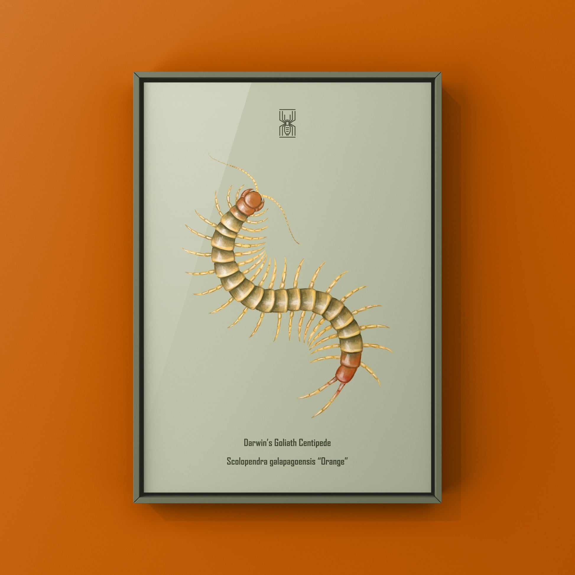 Colorful art print of a juvenile Darwin’s Goliath Centipede (Scolopendra galapagoensis "Orange") by The Silk Ranch, showcasing vibrant orange hues.