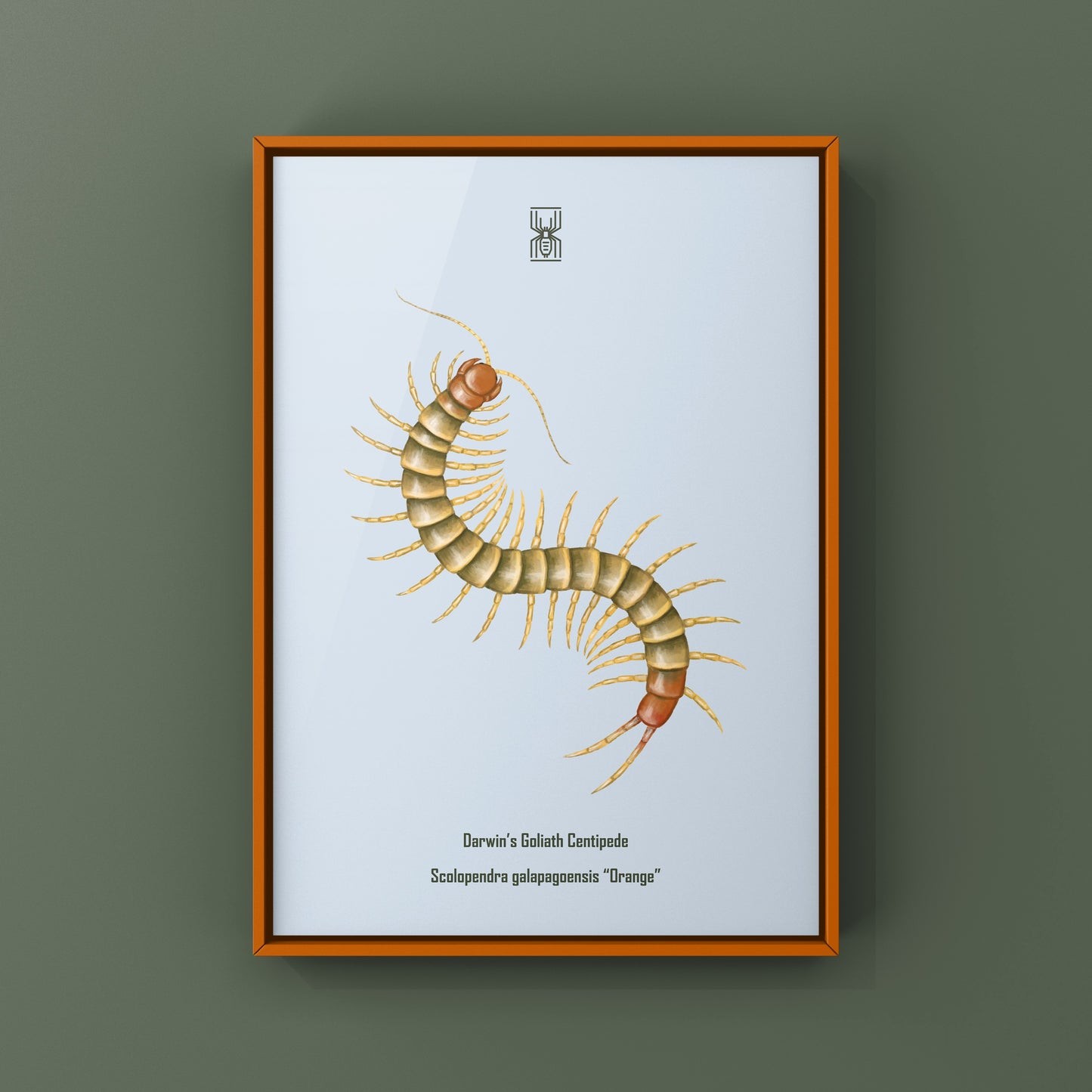 Colorful art print of a juvenile Darwin’s Goliath Centipede (Scolopendra galapagoensis "Orange") by The Silk Ranch.