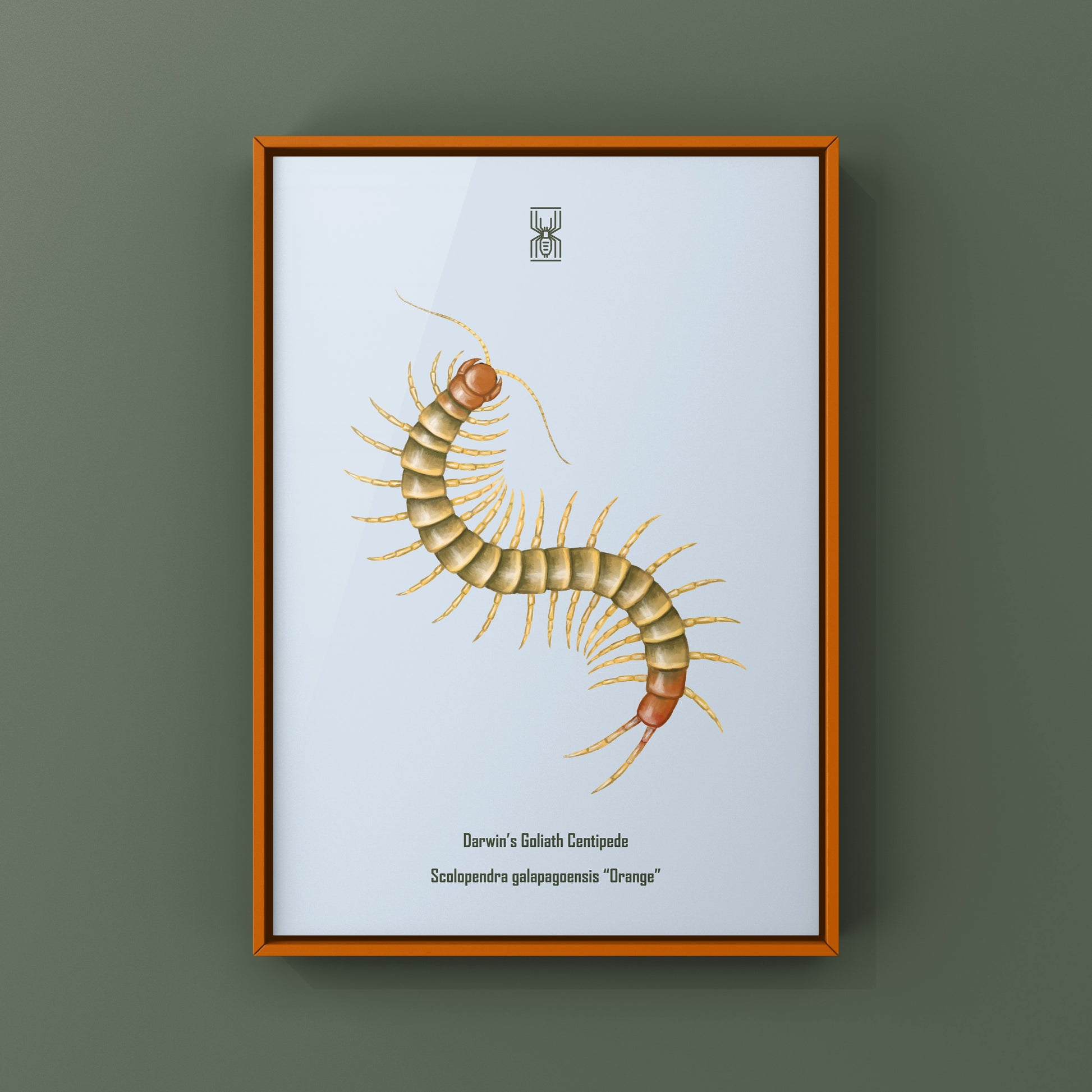 Colorful art print of a juvenile Darwin’s Goliath Centipede (Scolopendra galapagoensis "Orange") by The Silk Ranch.