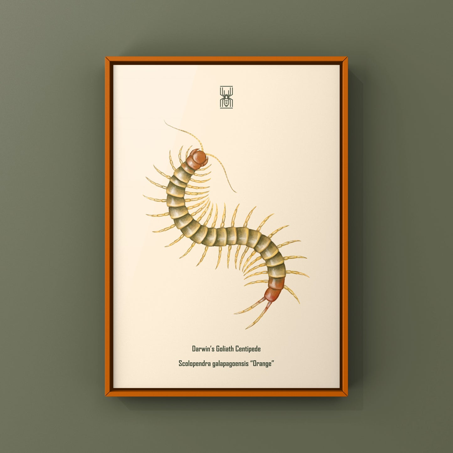 Colorful art print of a juvenile Darwin’s Goliath Centipede (Scolopendra galapagoensis "Orange") on a neutral background.