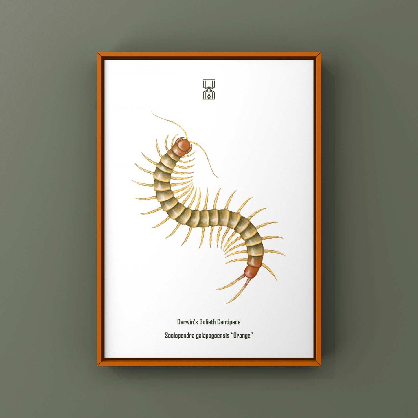 Colorful art print of a juvenile Goliath centipede (Scolopendra galapagoensis "Orange") by The Silk Ranch, showcasing vivid details.