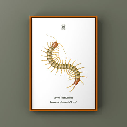 Darwin’s Goliath Centipede Juvenile (Scolopendra galapagoensis "Orange") Art Print from The Silk Ranch