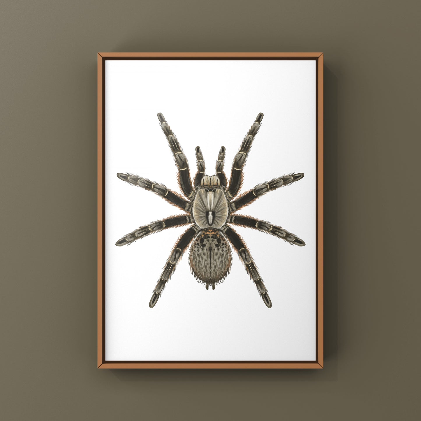 Rear Horned Baboon Tarantula (Ceratogyrus darlingi) Art Print from The Silk Ranch