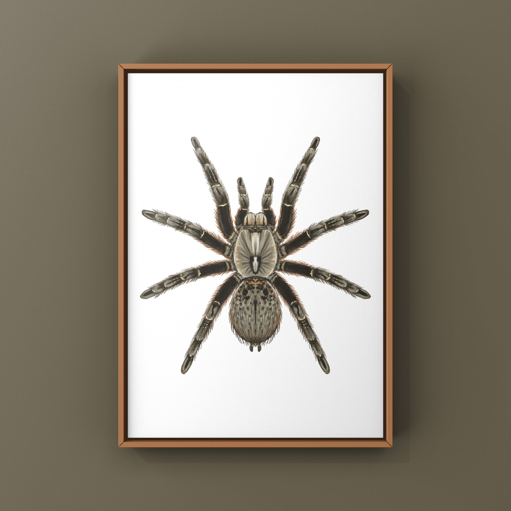 Rear Horned Baboon Tarantula (Ceratogyrus darlingi) Art Print from The Silk Ranch