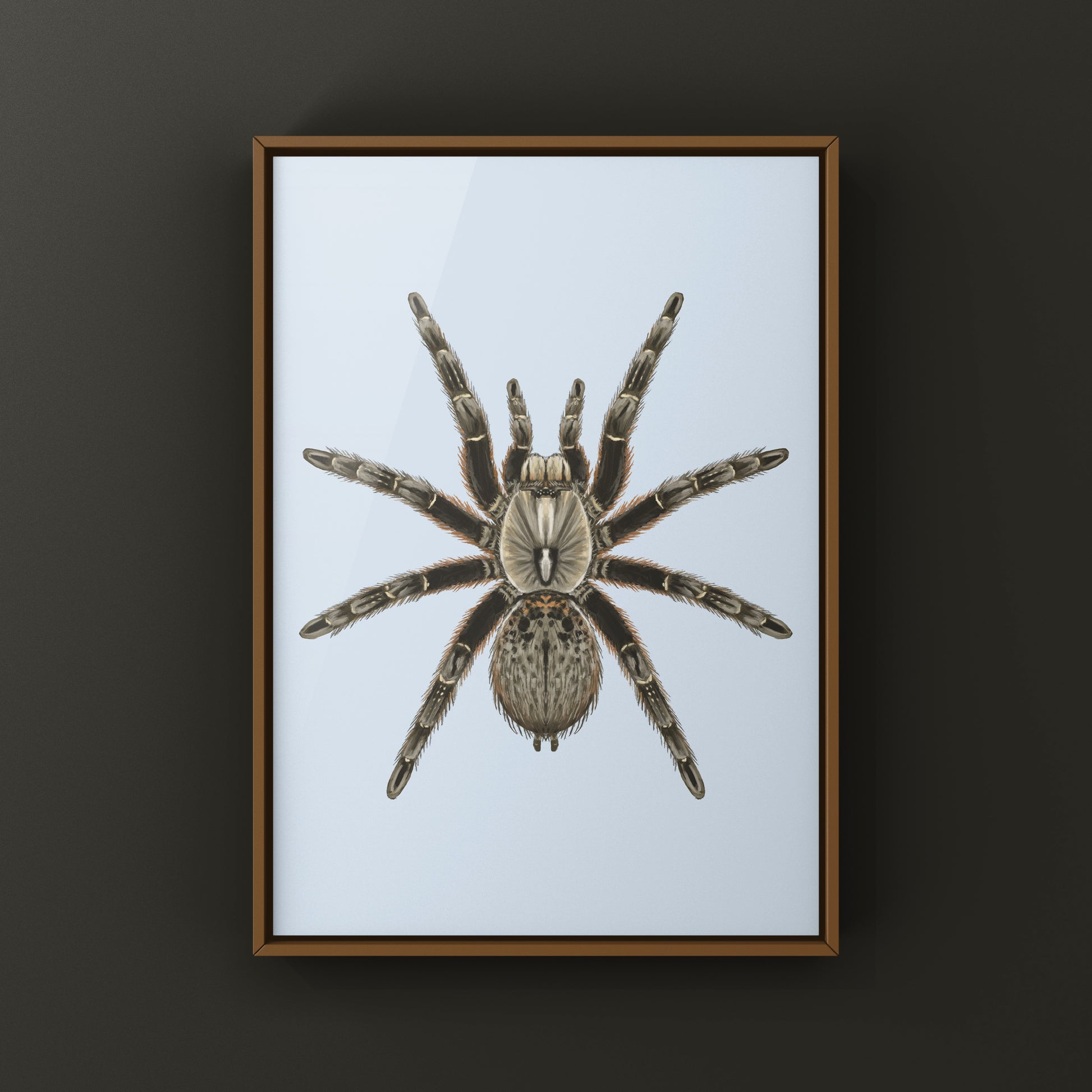Rear Horned Baboon Tarantula (Ceratogyrus darlingi) Art Print from The Silk Ranch