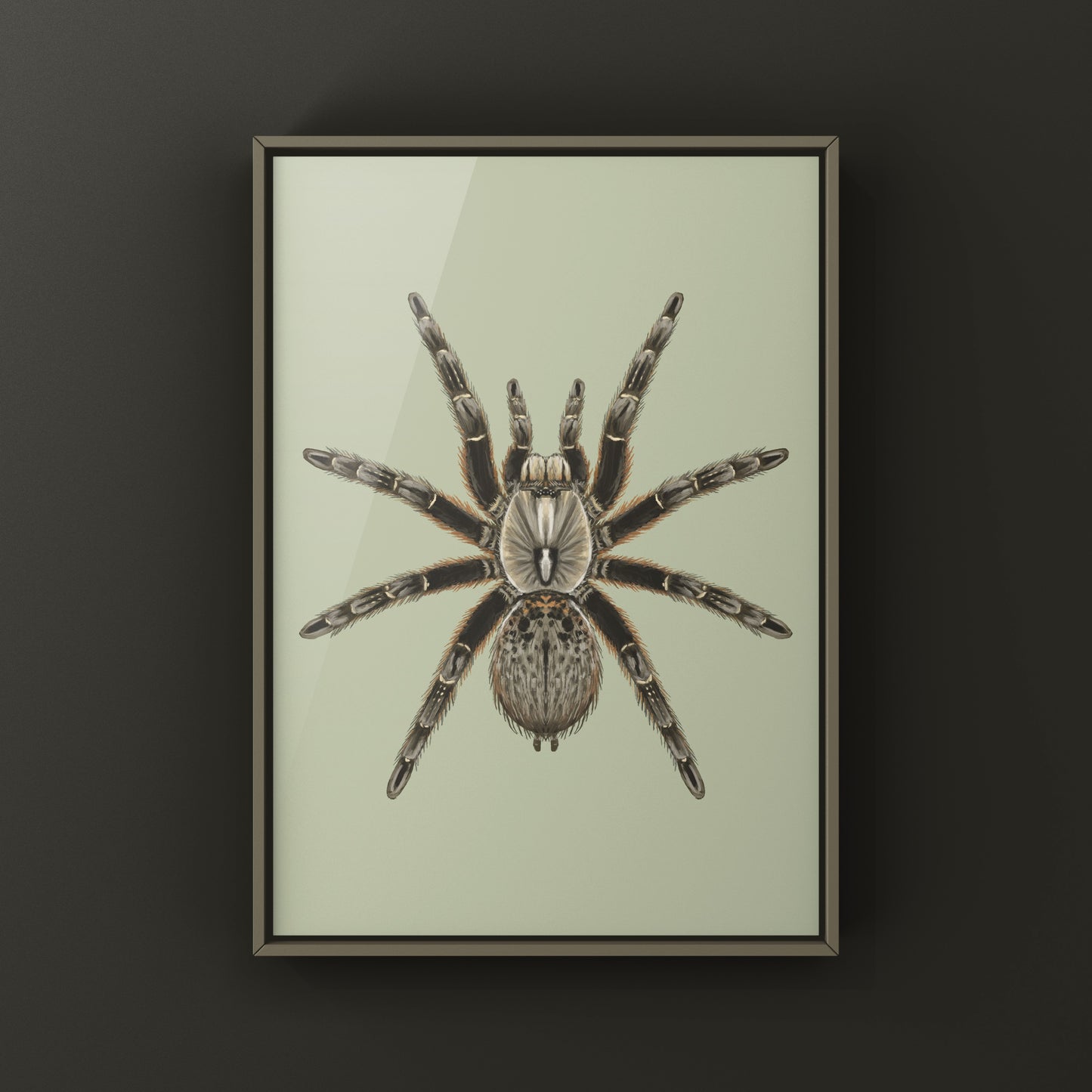 Rear Horned Baboon Tarantula (Ceratogyrus darlingi) Art Print from The Silk Ranch